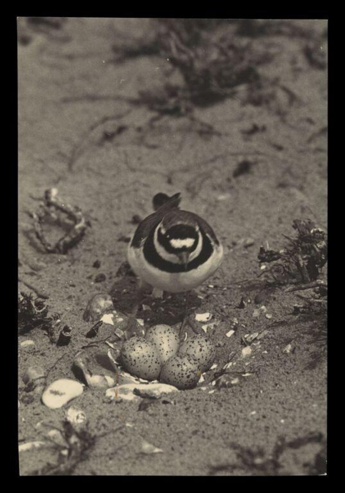 Ringed Plover At Nest With Eggs