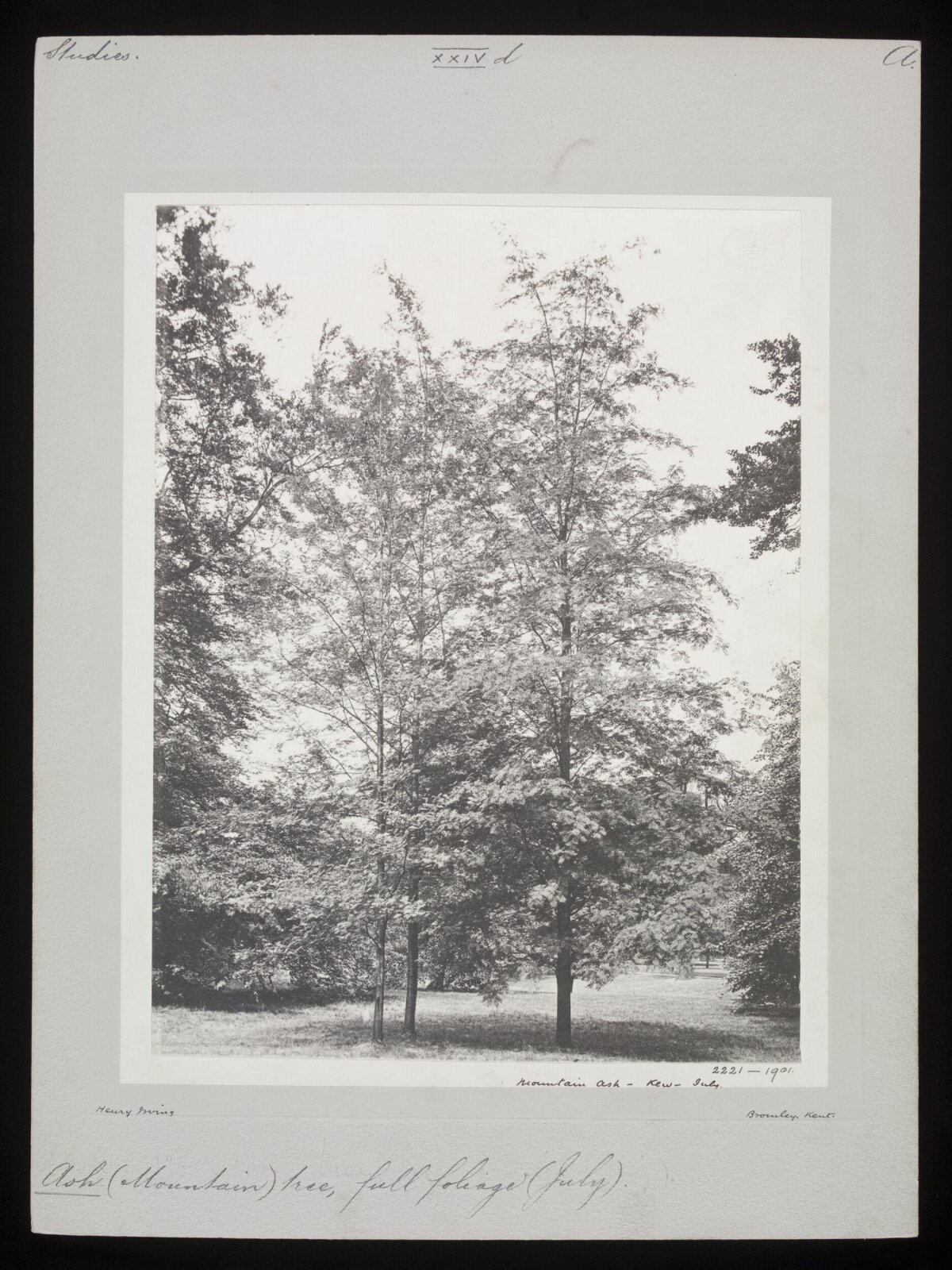 Vintage Mountain Ash Trees Photograph