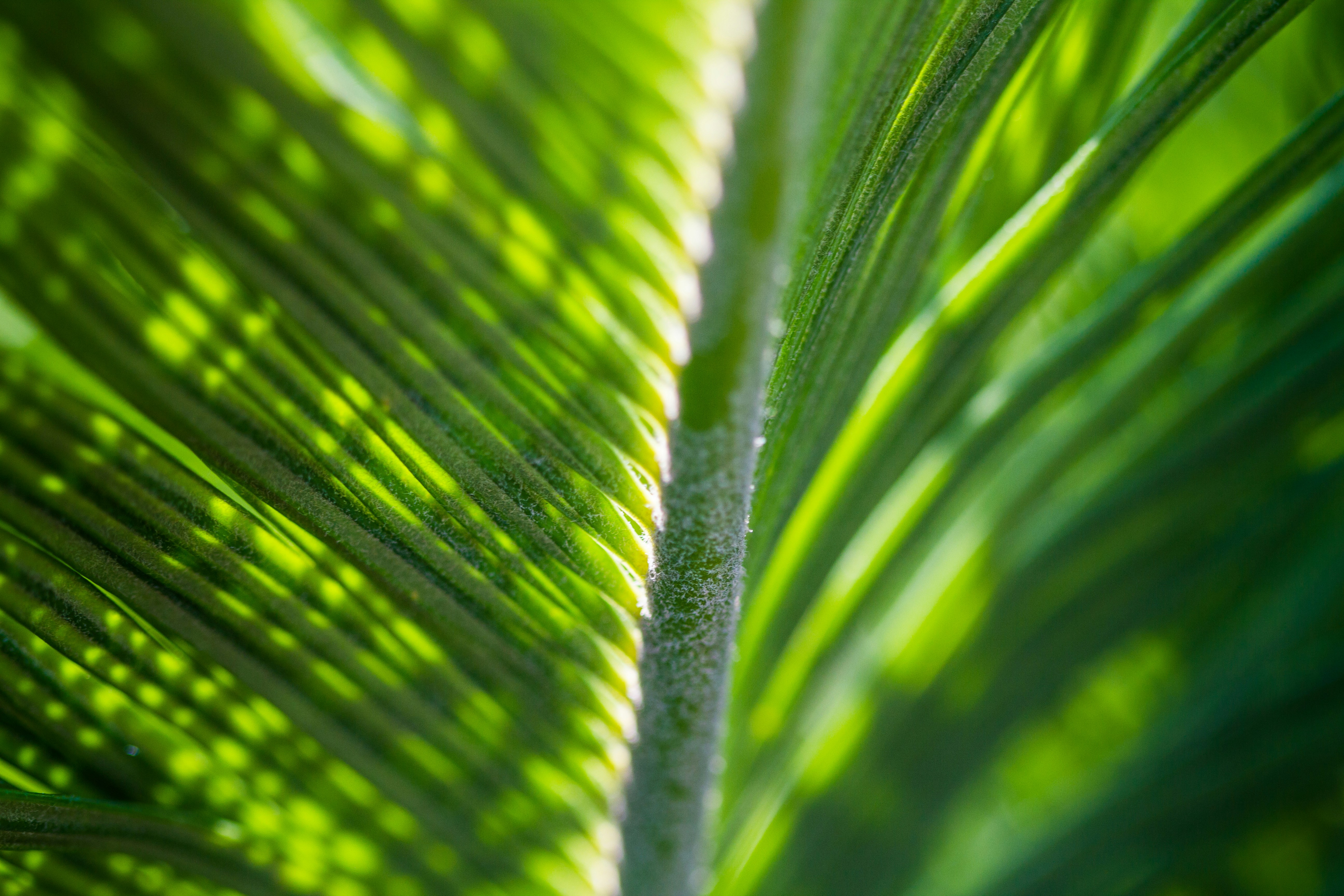 Close-up of Backlit Palm Leaf
