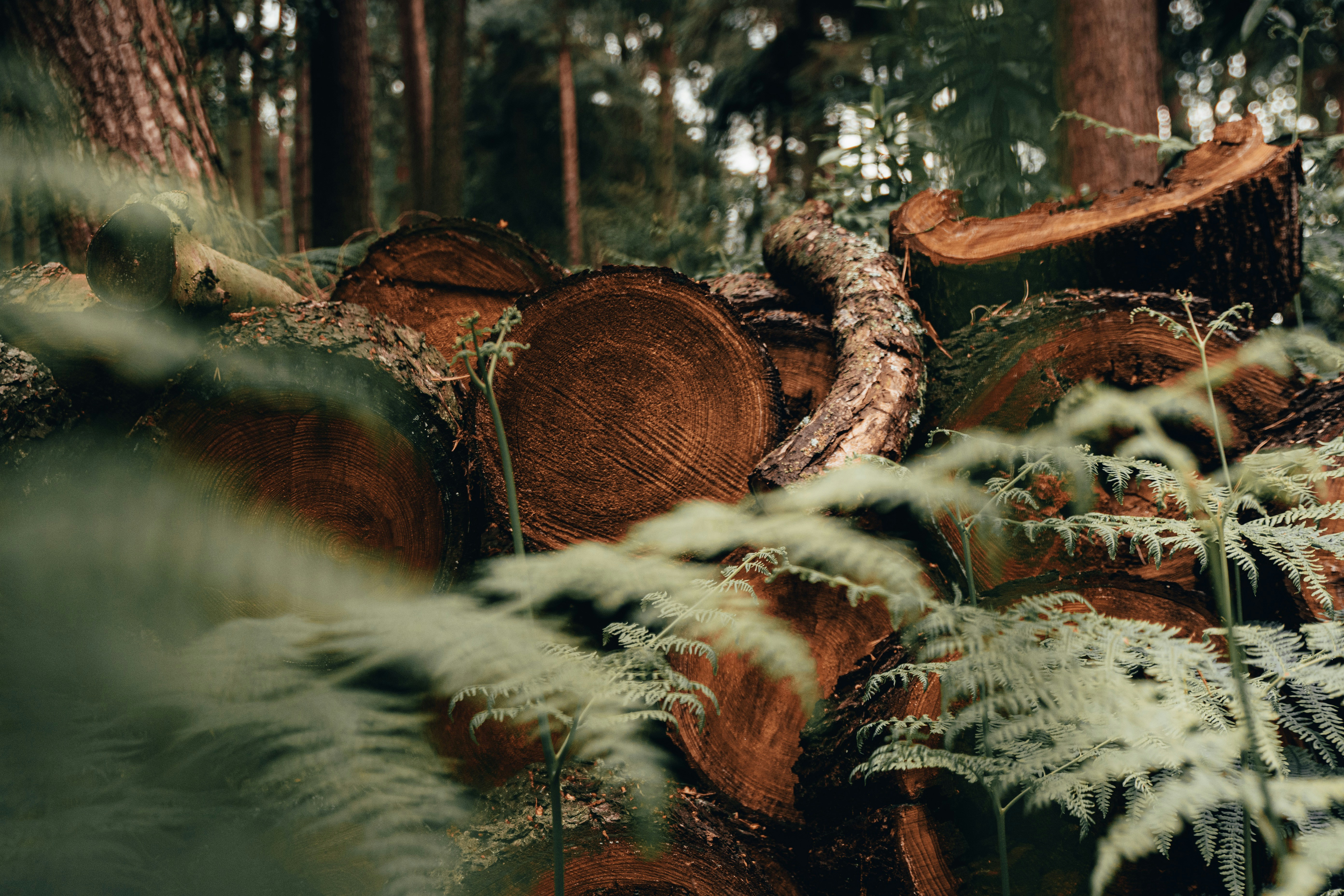 Felled Logs in Forest Among Ferns