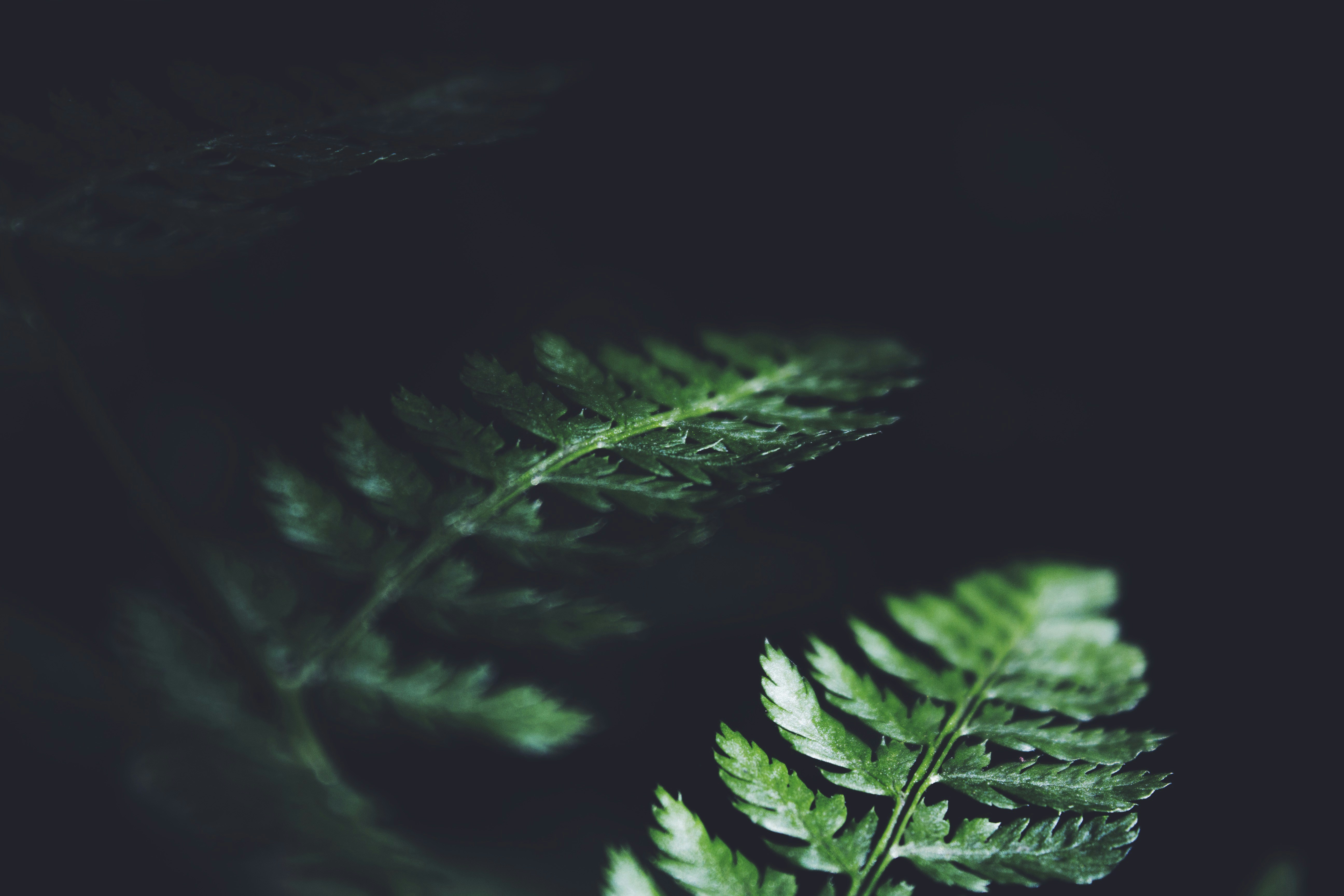 Fern Leaves on Dark Background