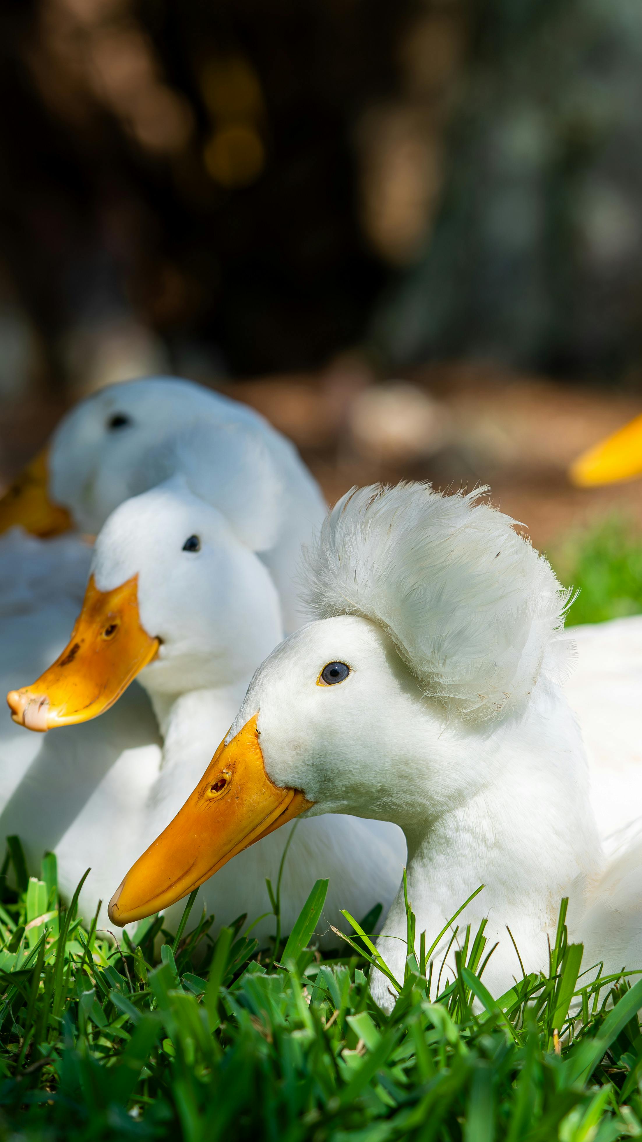 Three White Ducks Resting on Grass — Funny