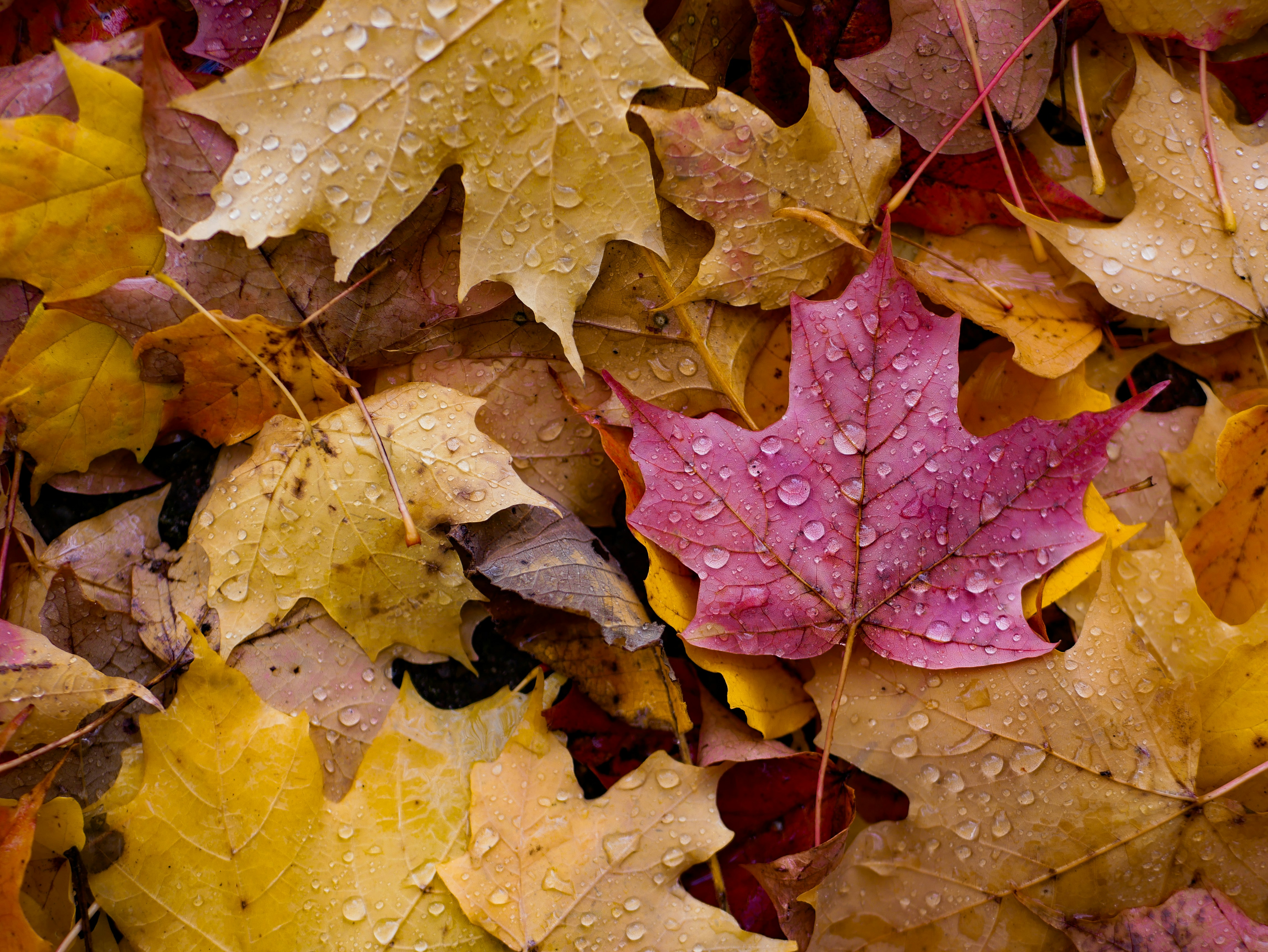 Autumn Maple Leaves With Water Droplets