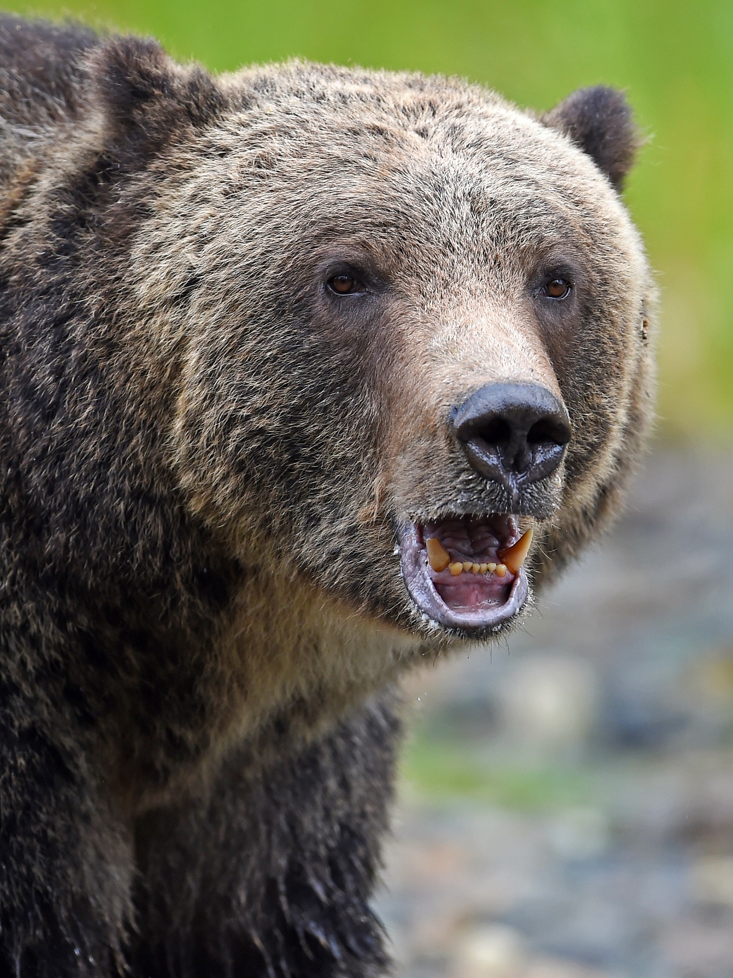 Close-up of Grizzly Bear