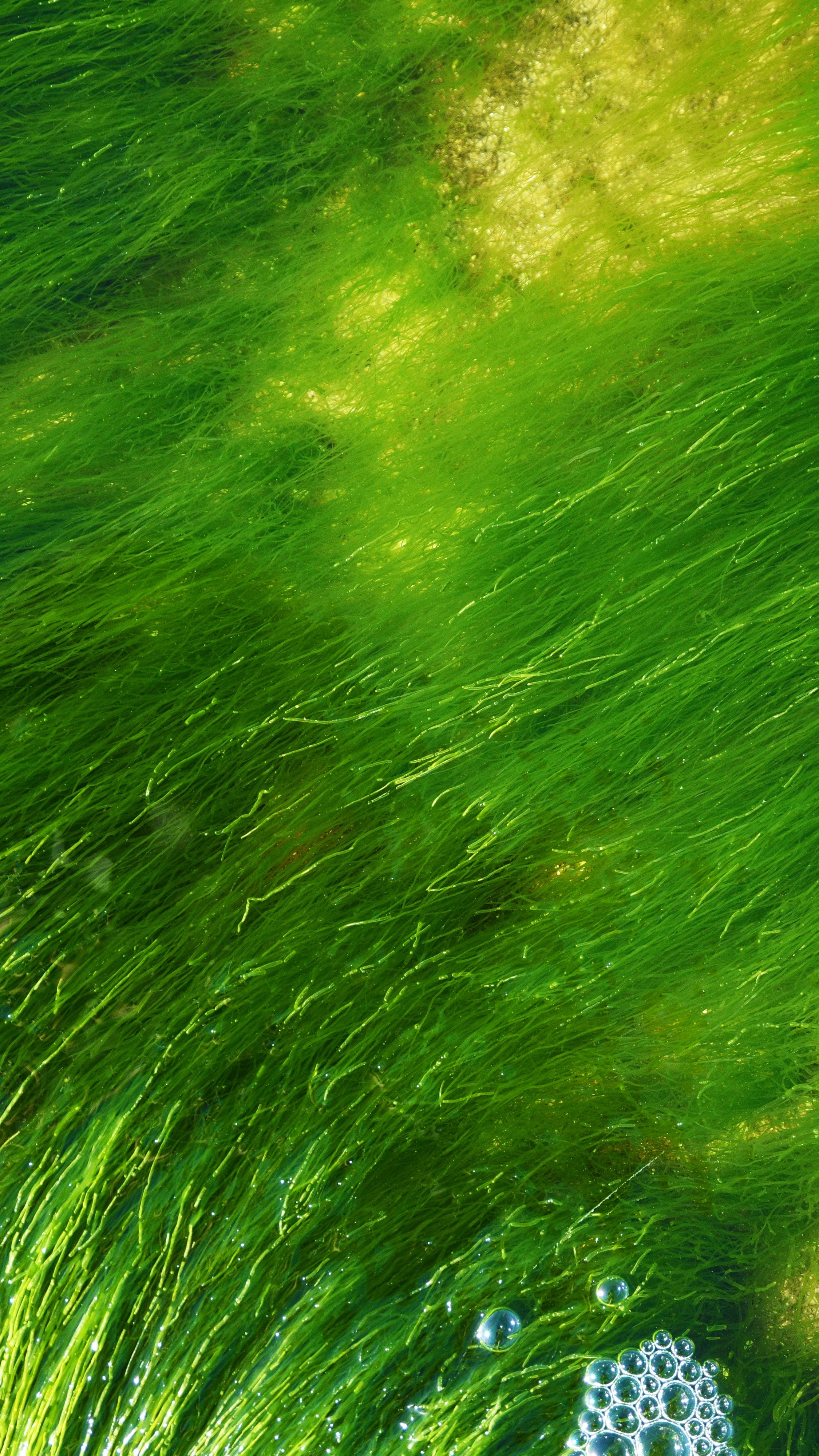Wallpapers