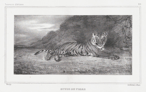 Study of a Resting Tiger