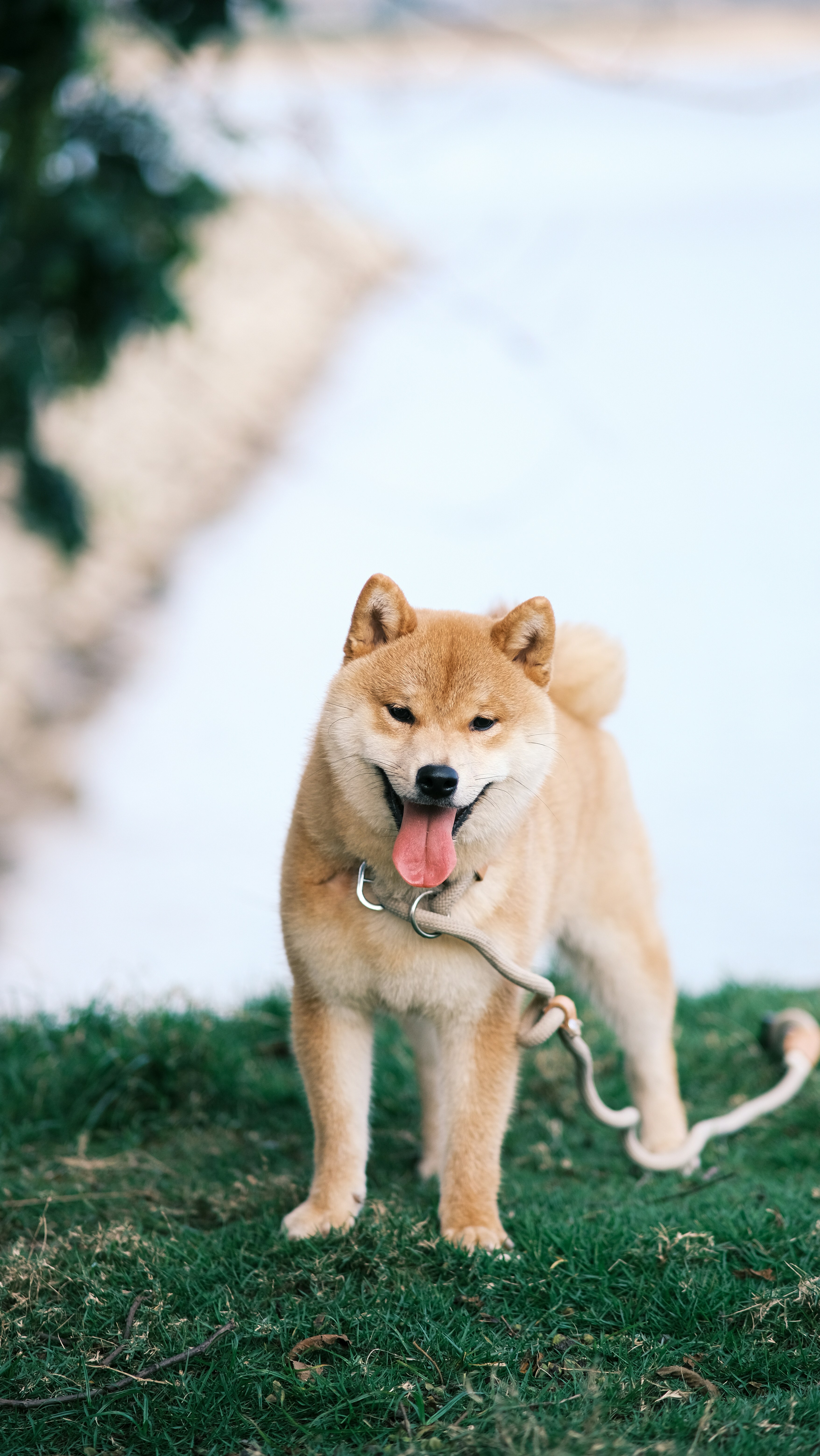 Shiba Inu on Waterside Grass