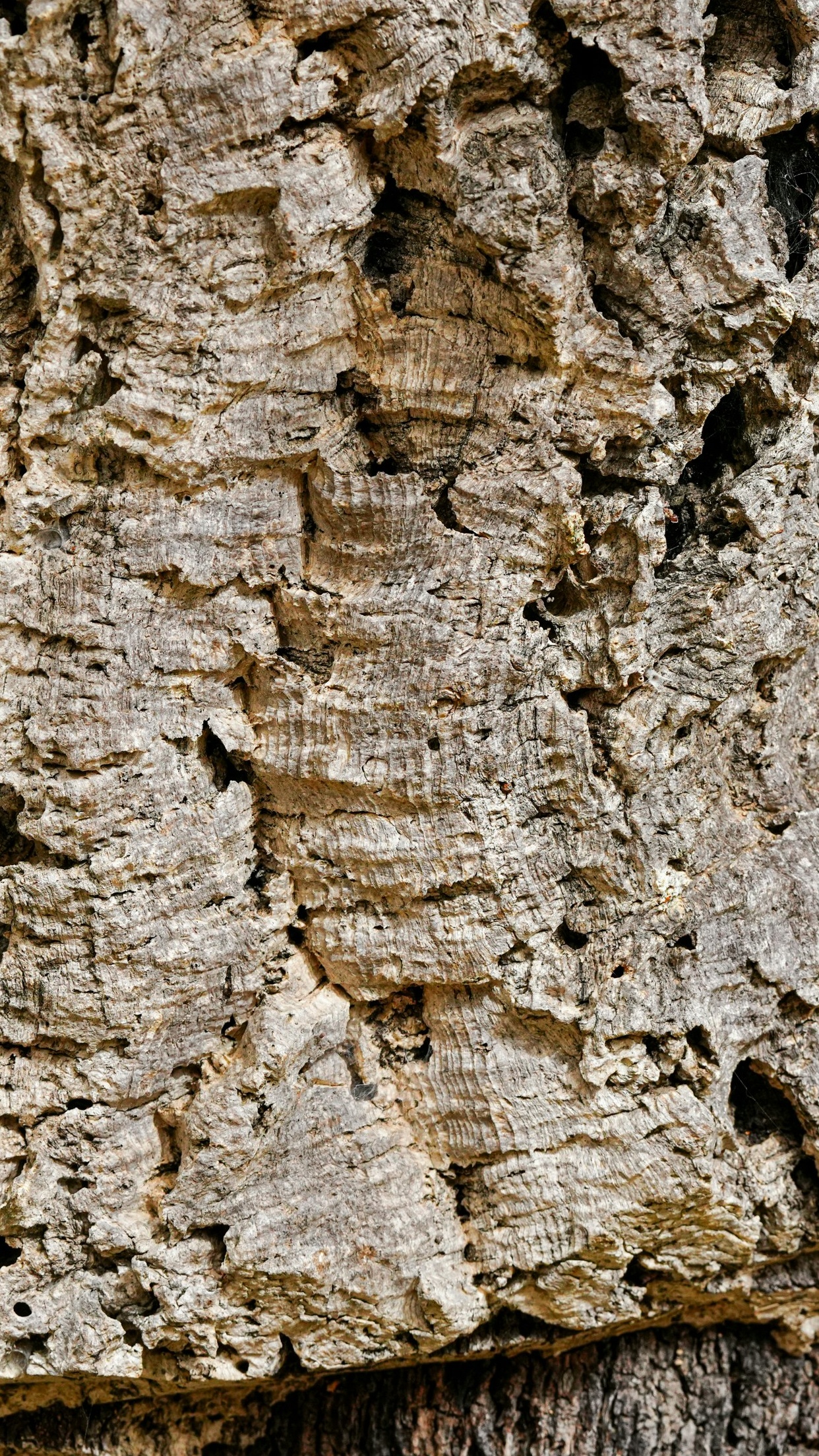 Rough Tree Bark Close Up