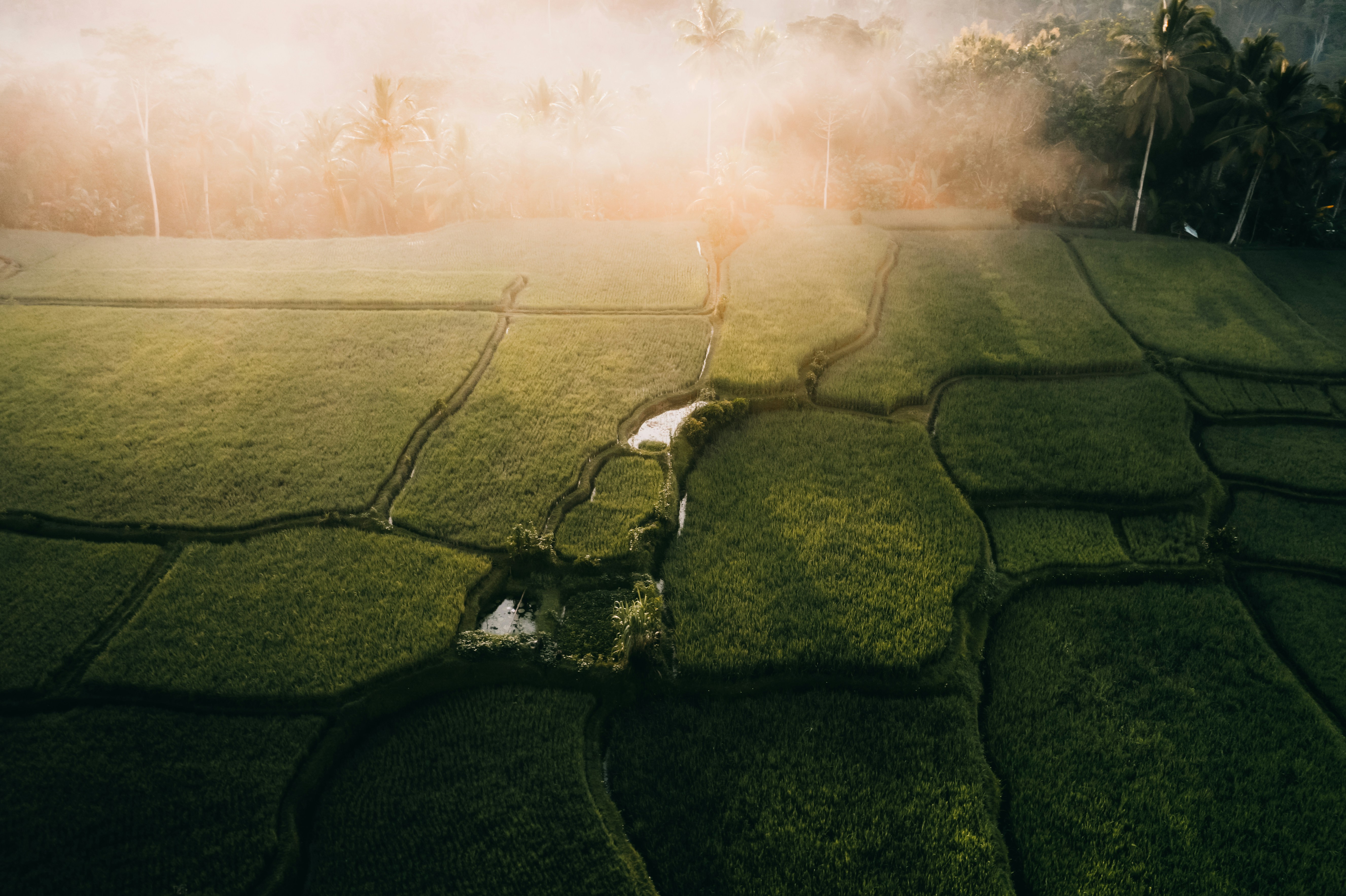 Morning Misty Terraced Rice Fields