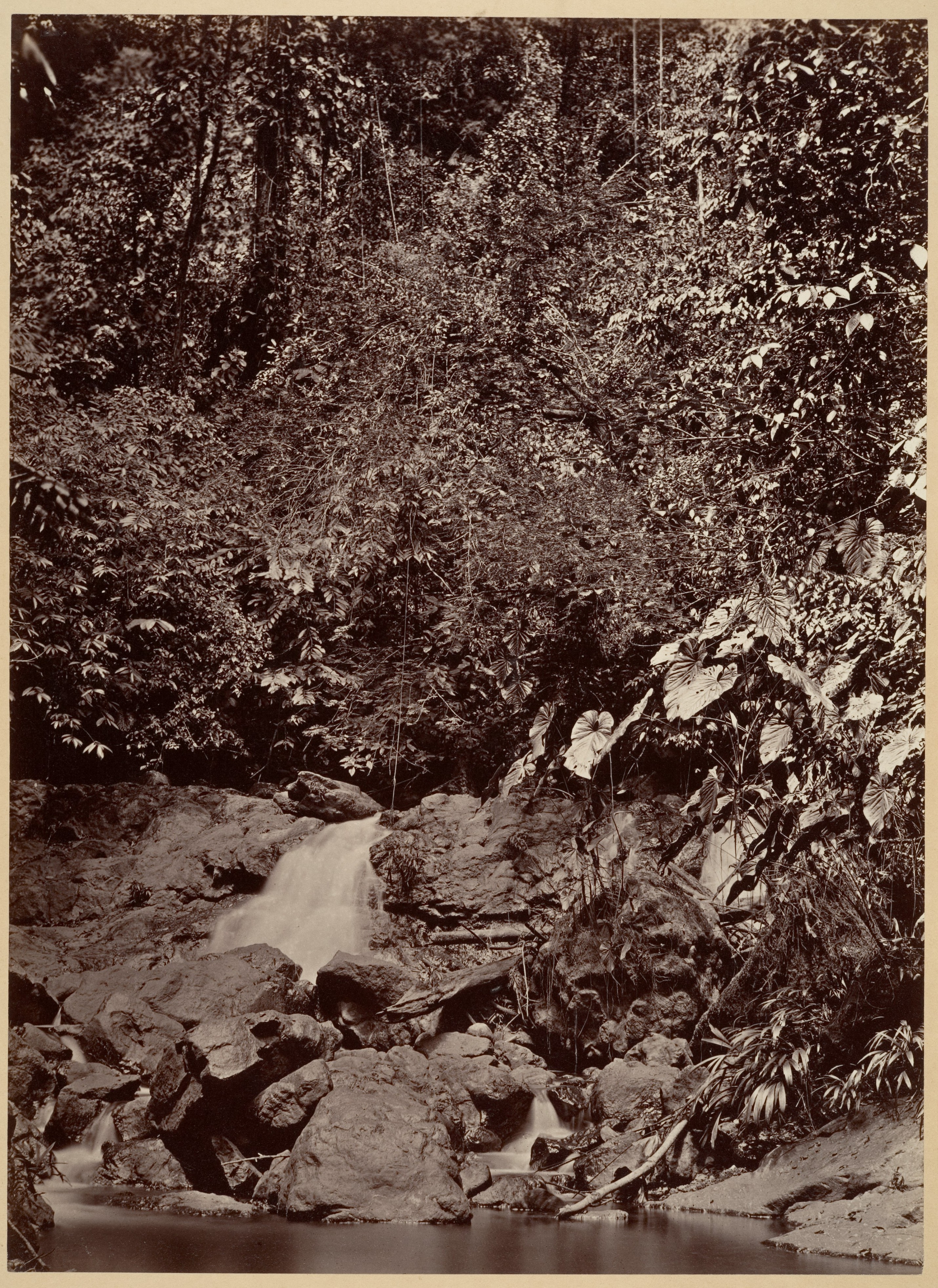 Tropical Forest Waterfall Scene