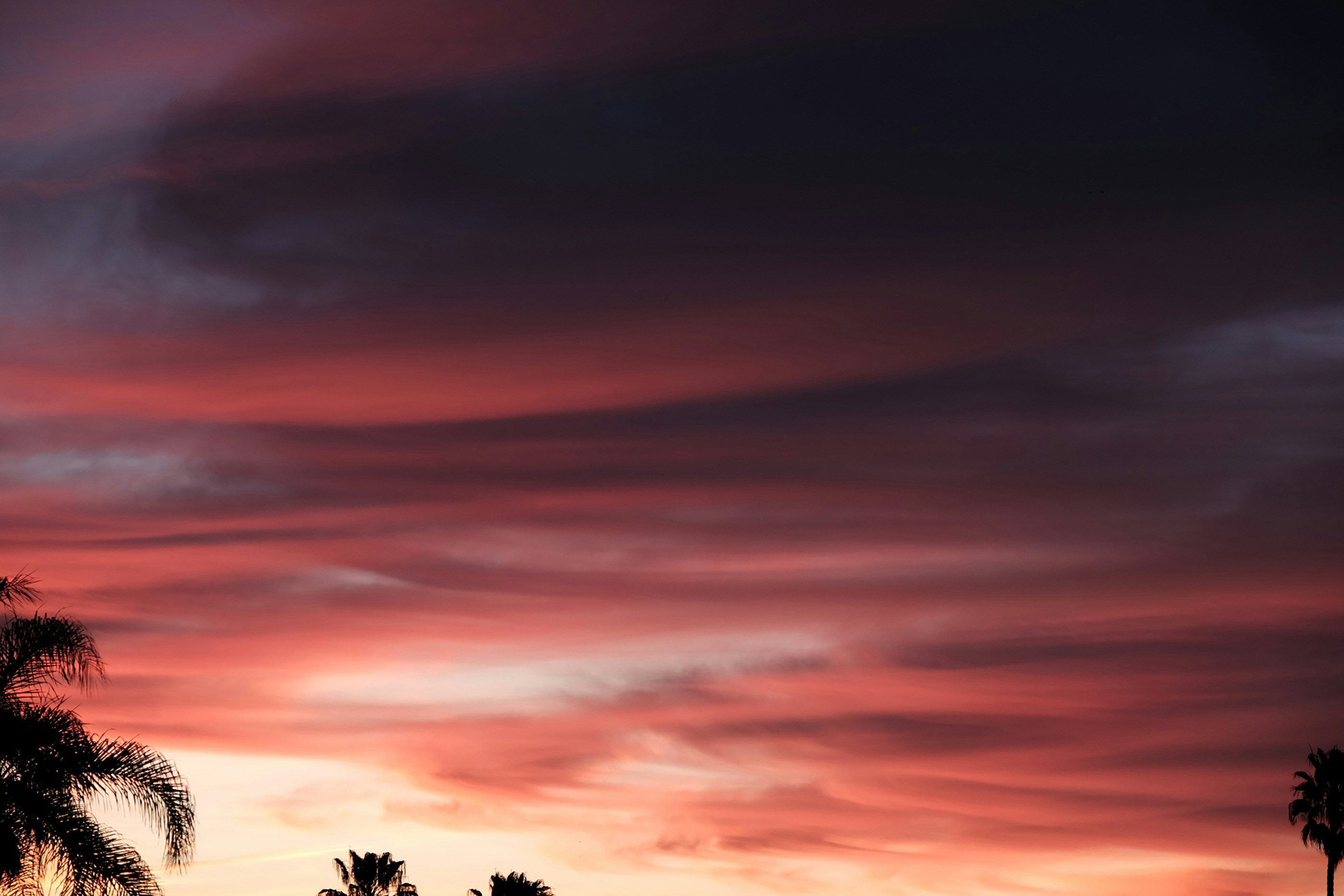 Sunset Sky With Palm Tree Silhouettes