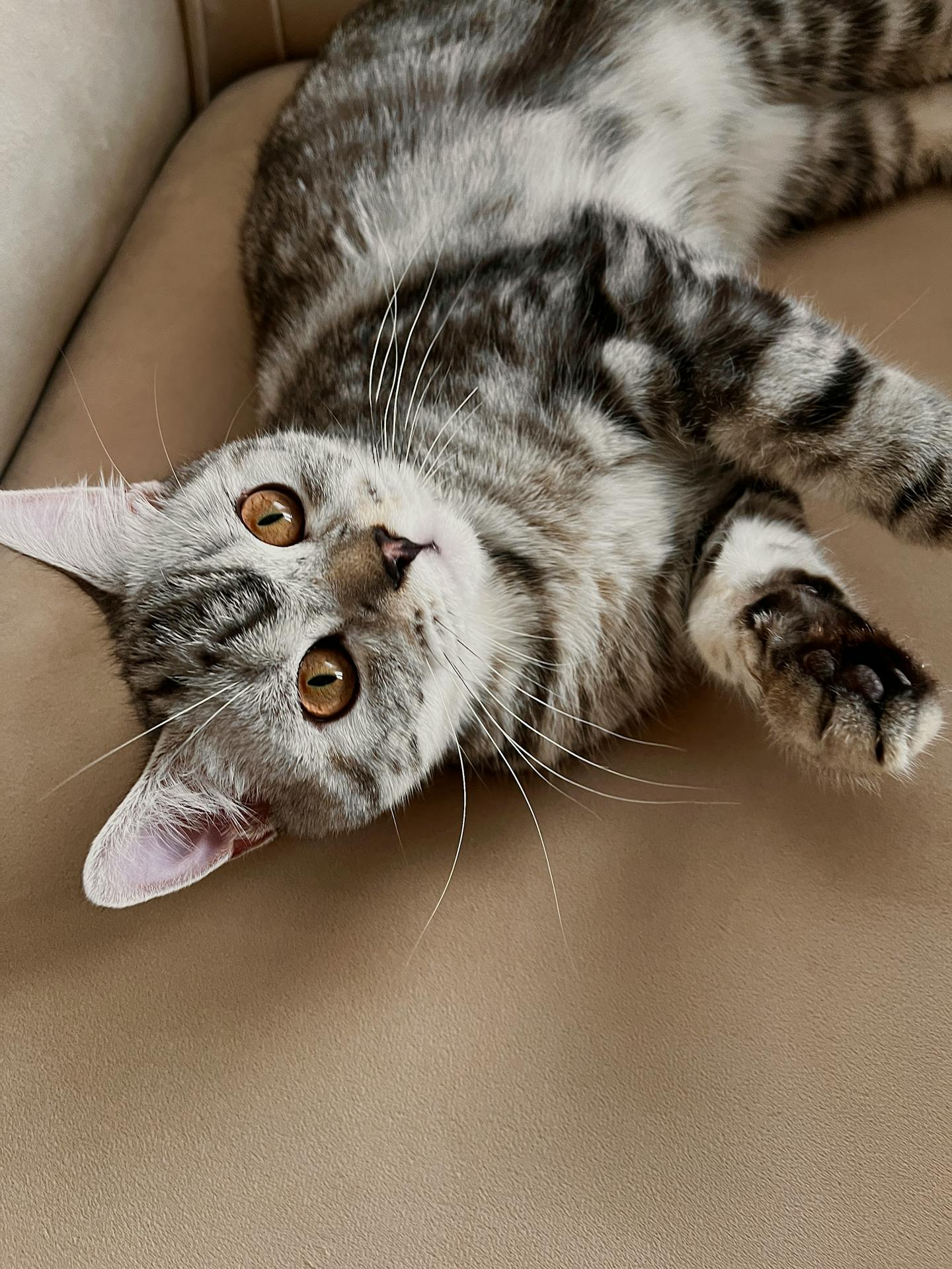 Tabby Cat Lying on Tan Couch
