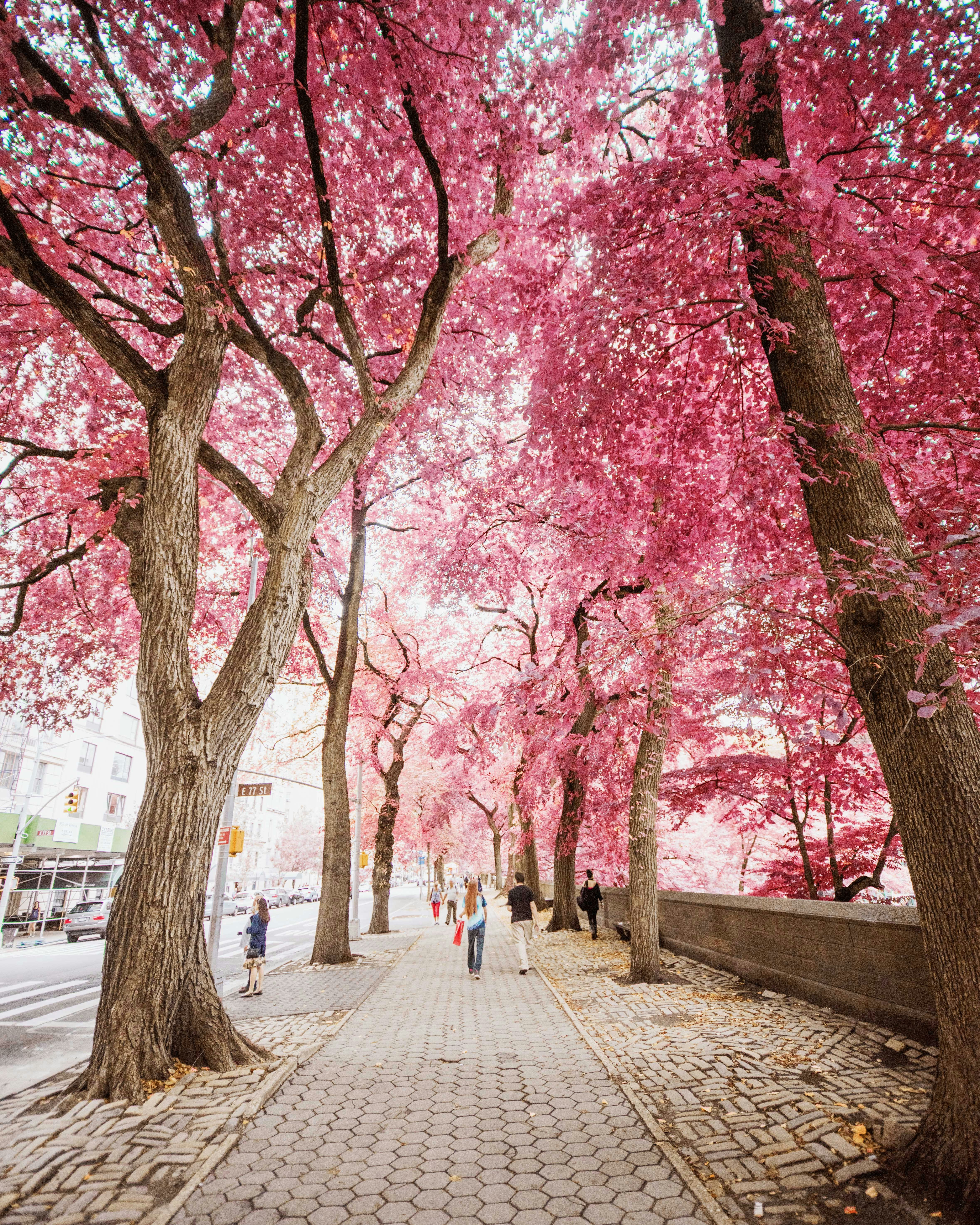 Pink Tree-Lined City Pedestrian Path
