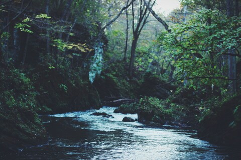 Forest Mountain Stream