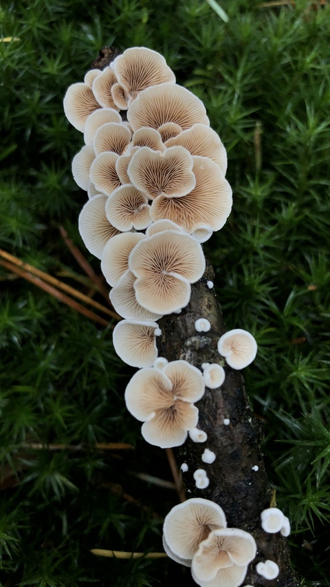 Clusters of Mushrooms on a Dead Branch