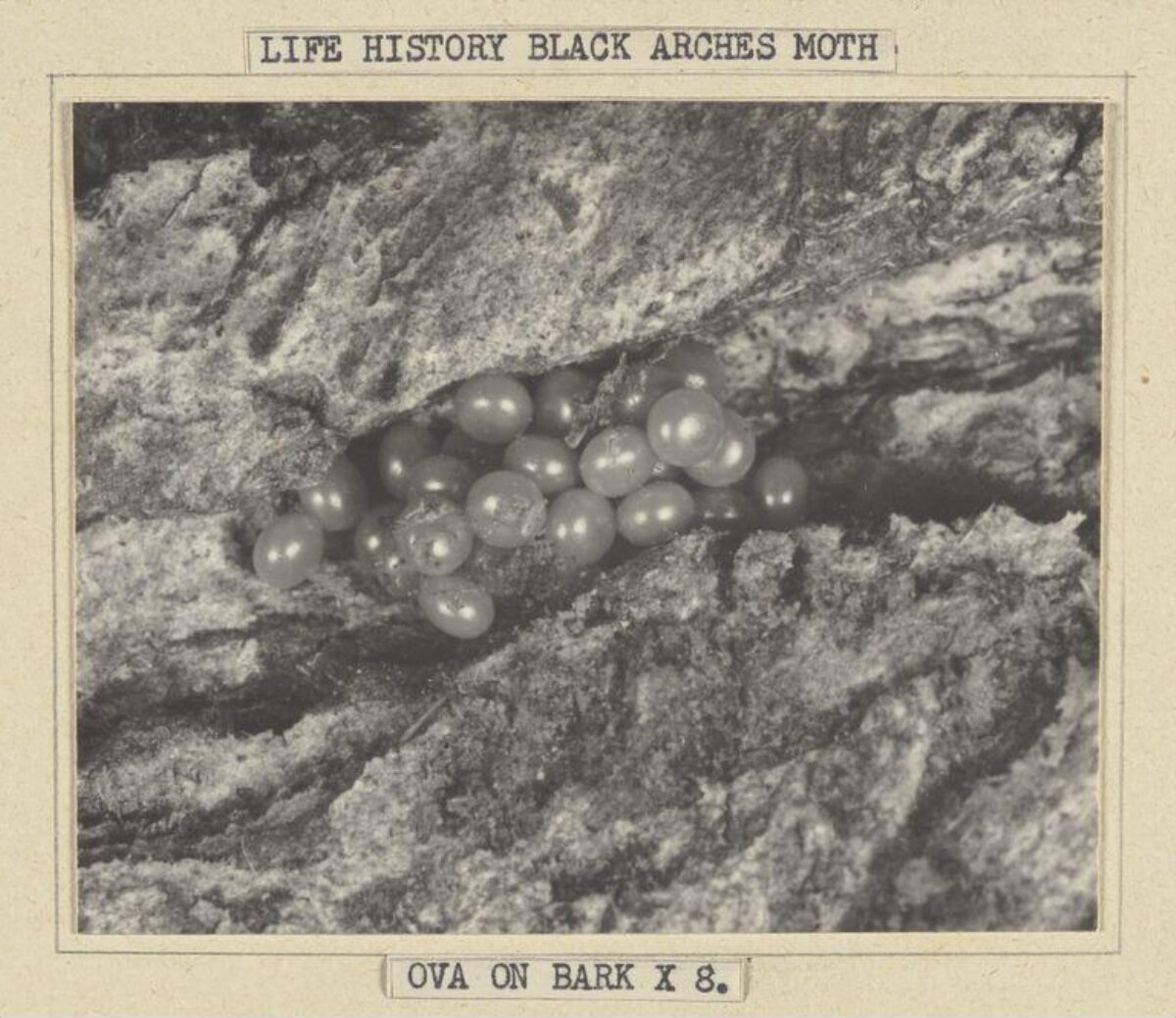 Black Arches Moth Eggs on Bark