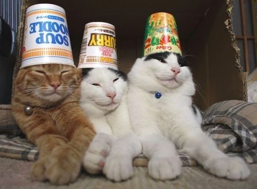 Three Cats With Cup Noodle Hats