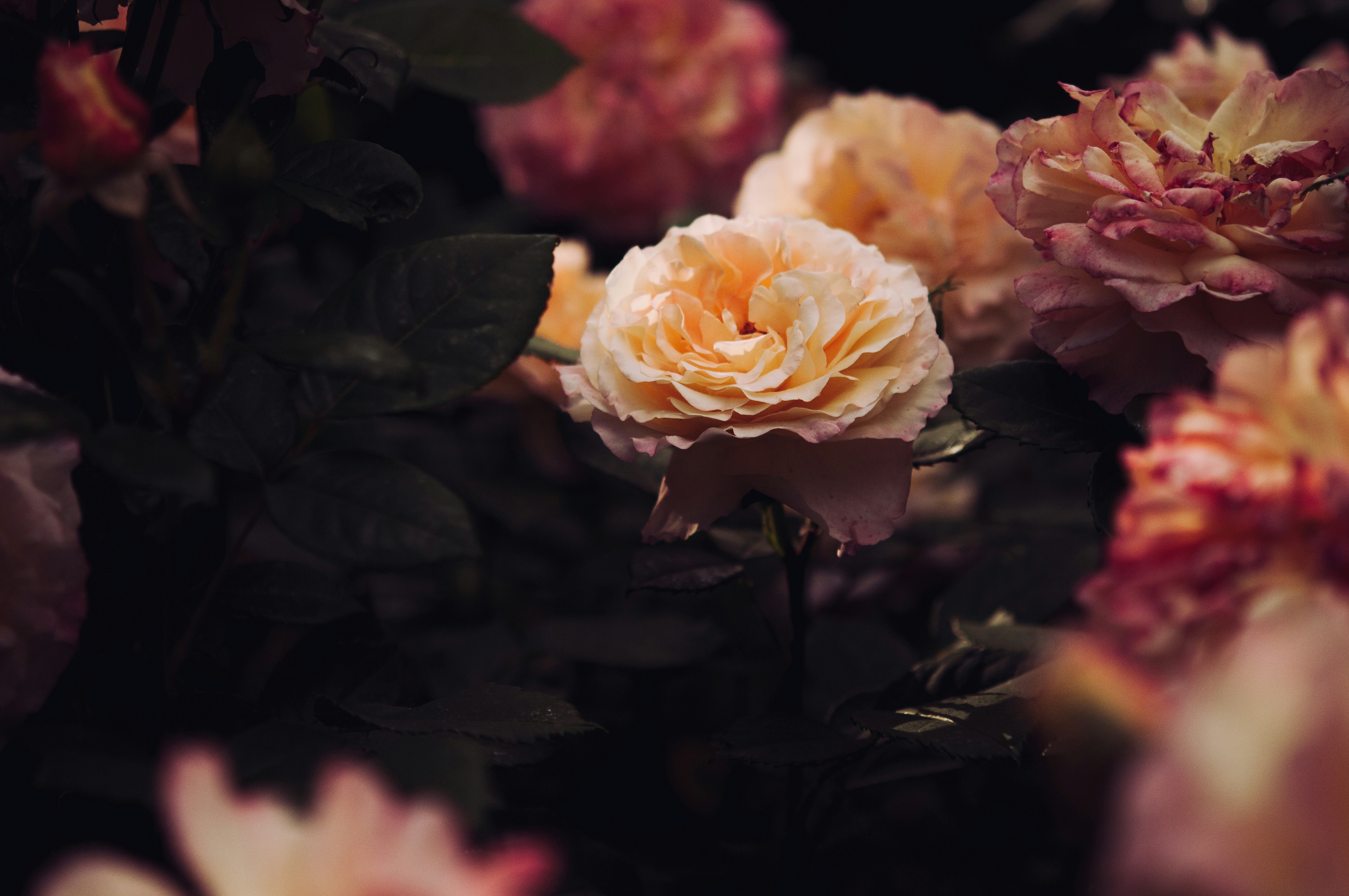 Blooming Peach Roses