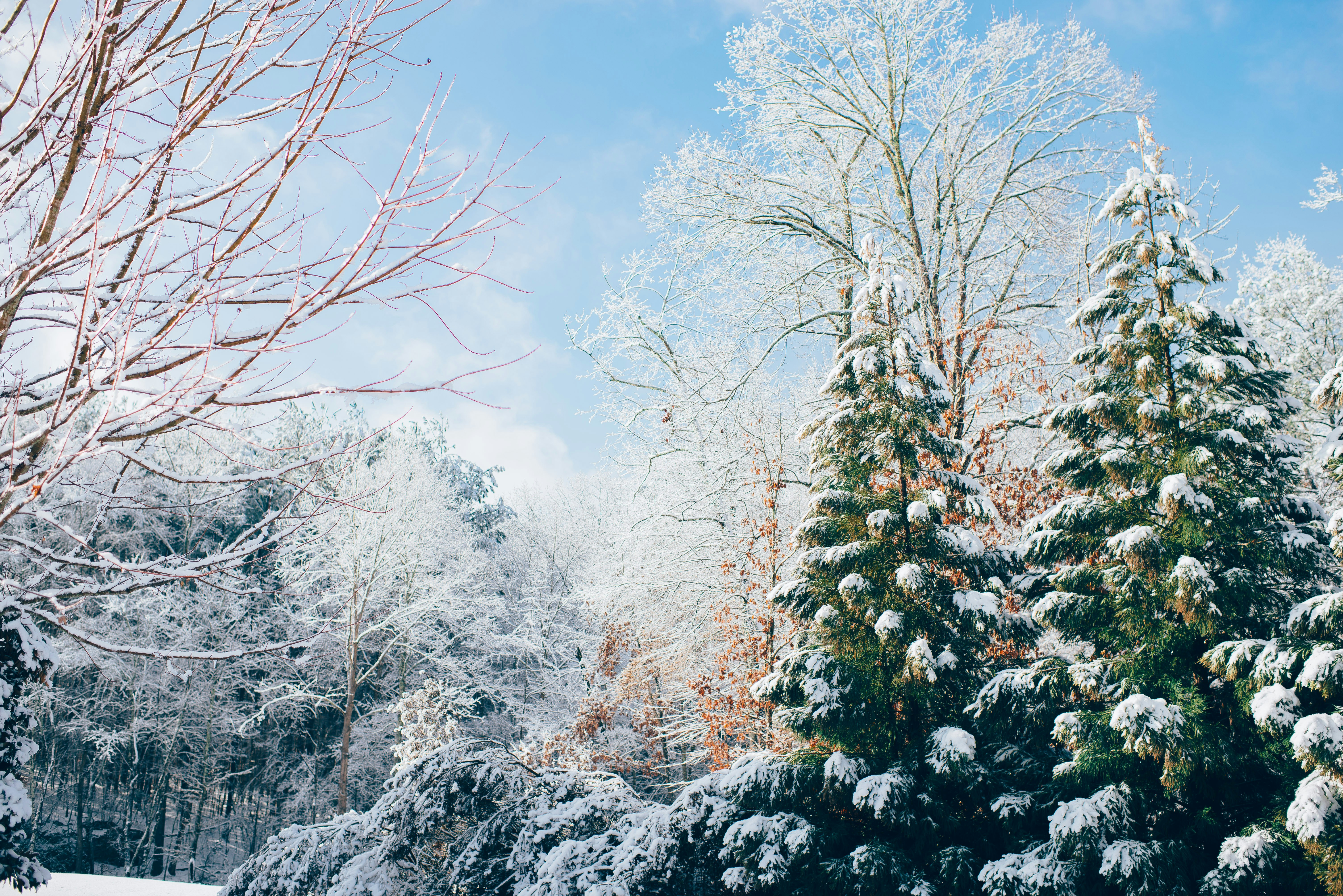 Snow-covered Winter Forest