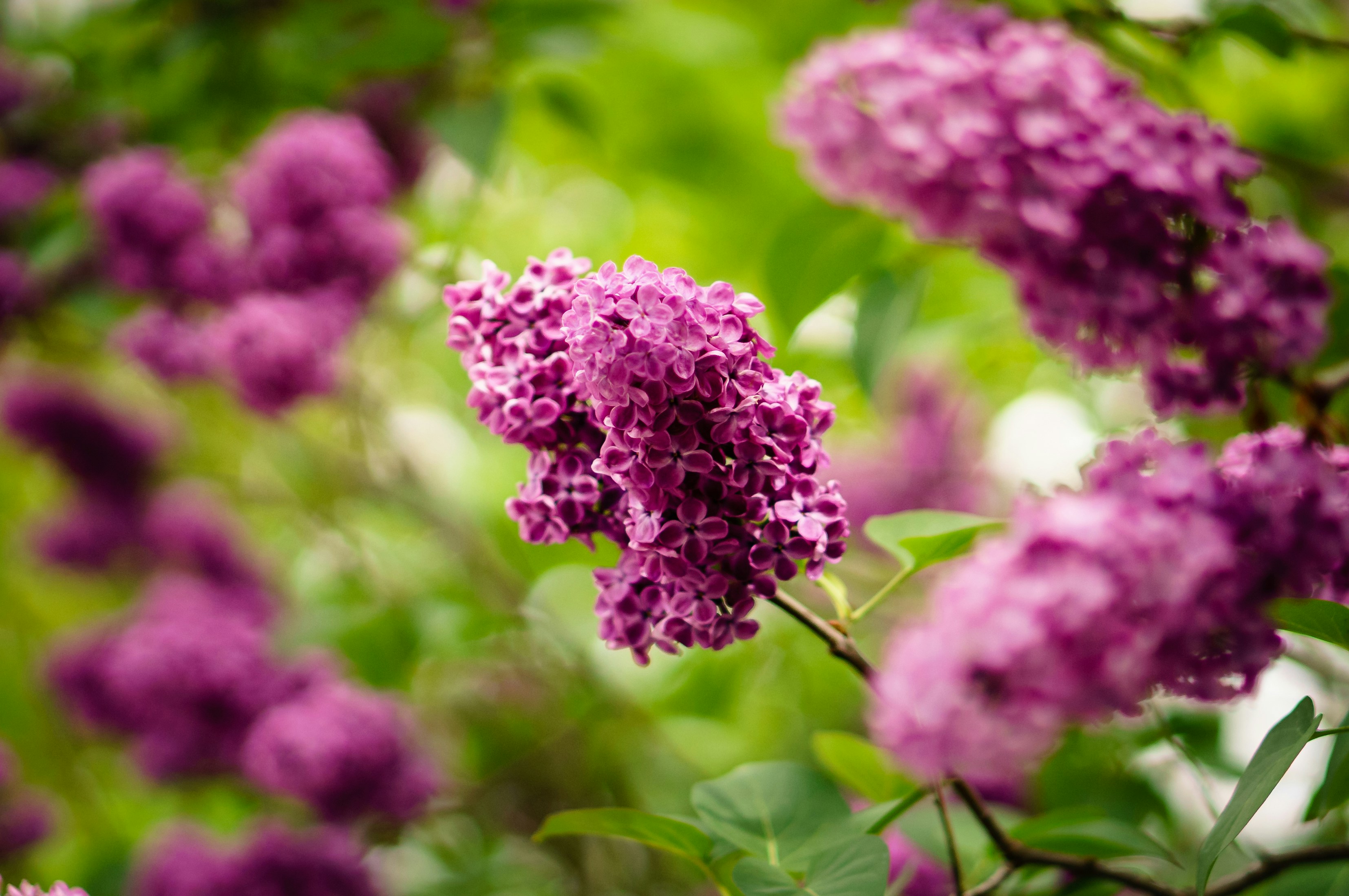 Close-up of Purple Lilac Flowers