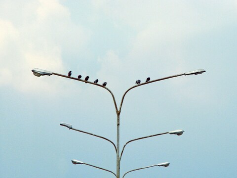 Pigeons Perched on Multi-arm Street Lamp