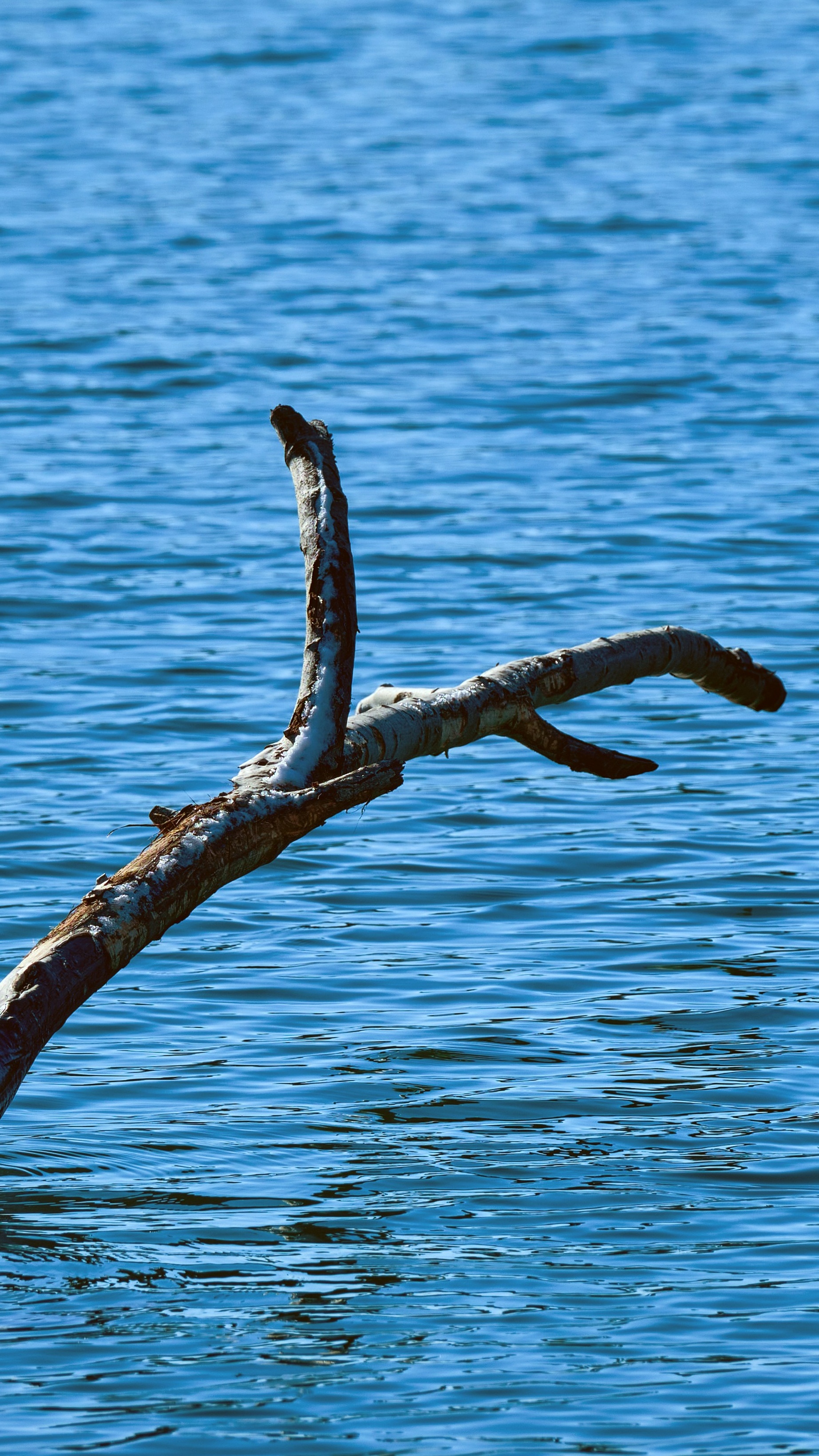 Dead Tree Branch Over Blue Water