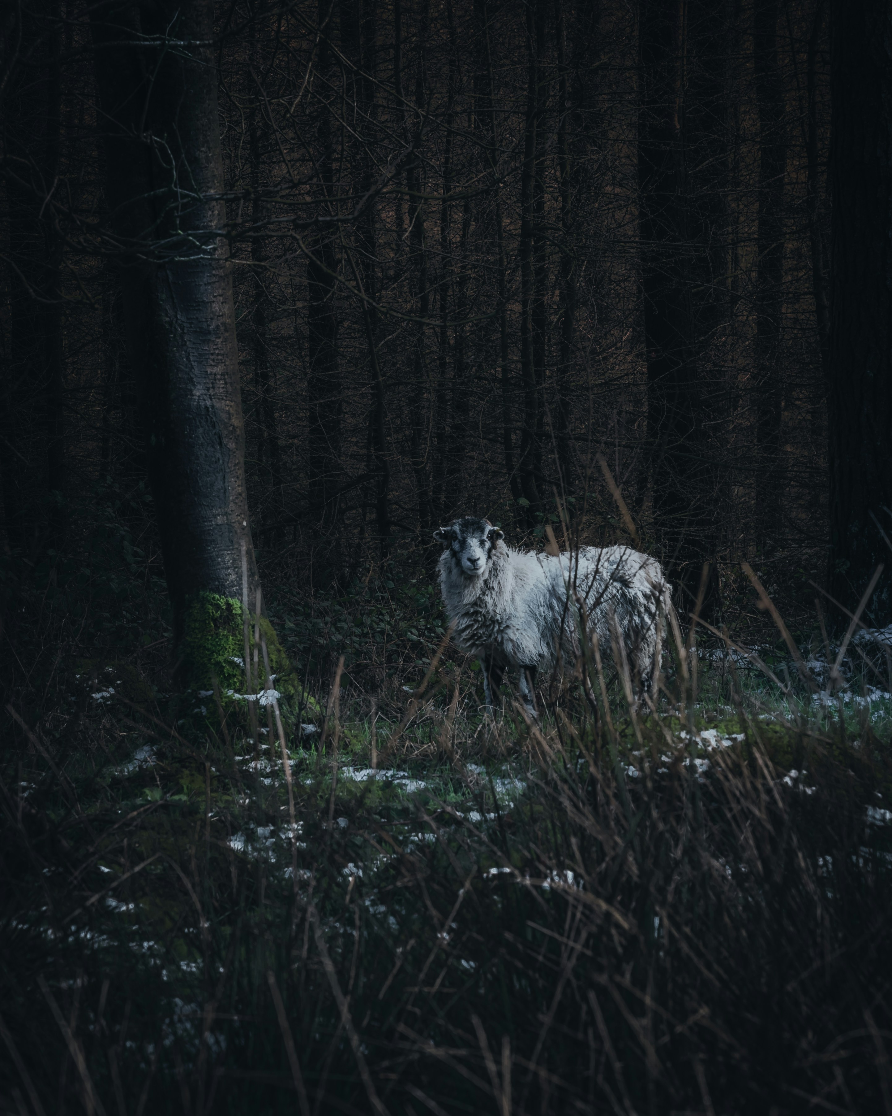 Sheep in Dark Woodland