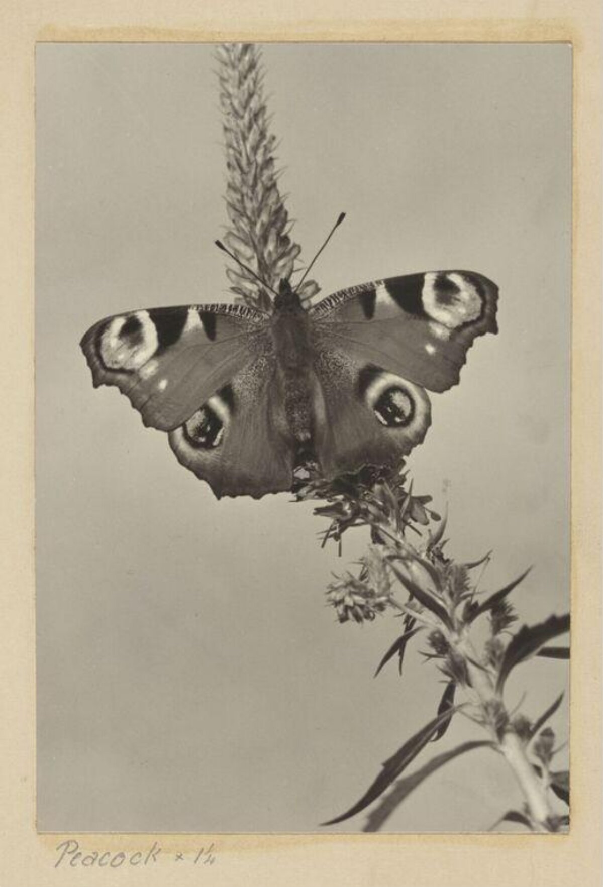 Peacock Butterfly on Flower Spike