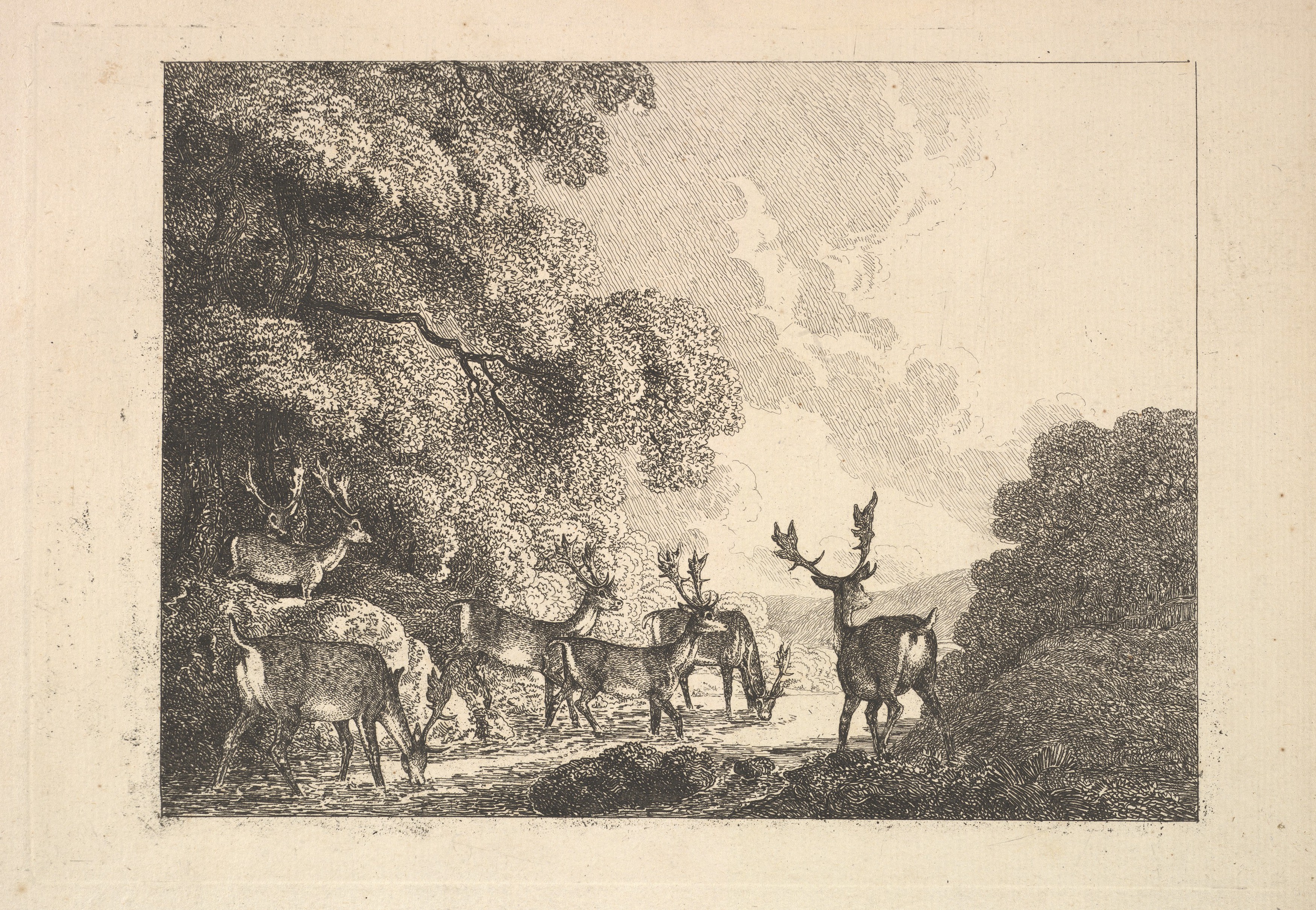 Stags Gathering in Woodland Stream