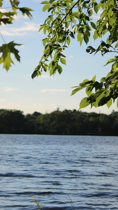 View of lake through tree foliage