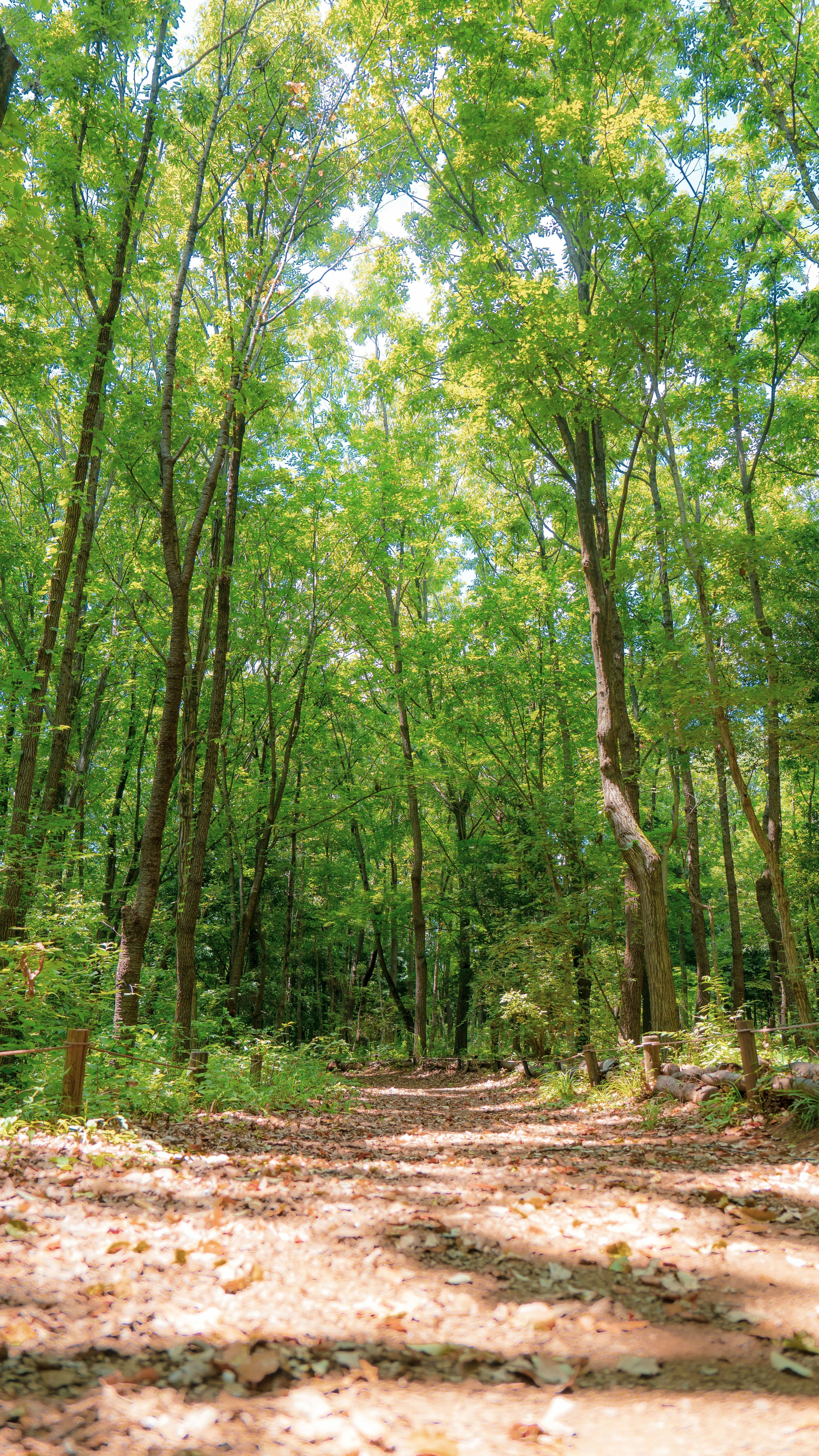 Wallpapers