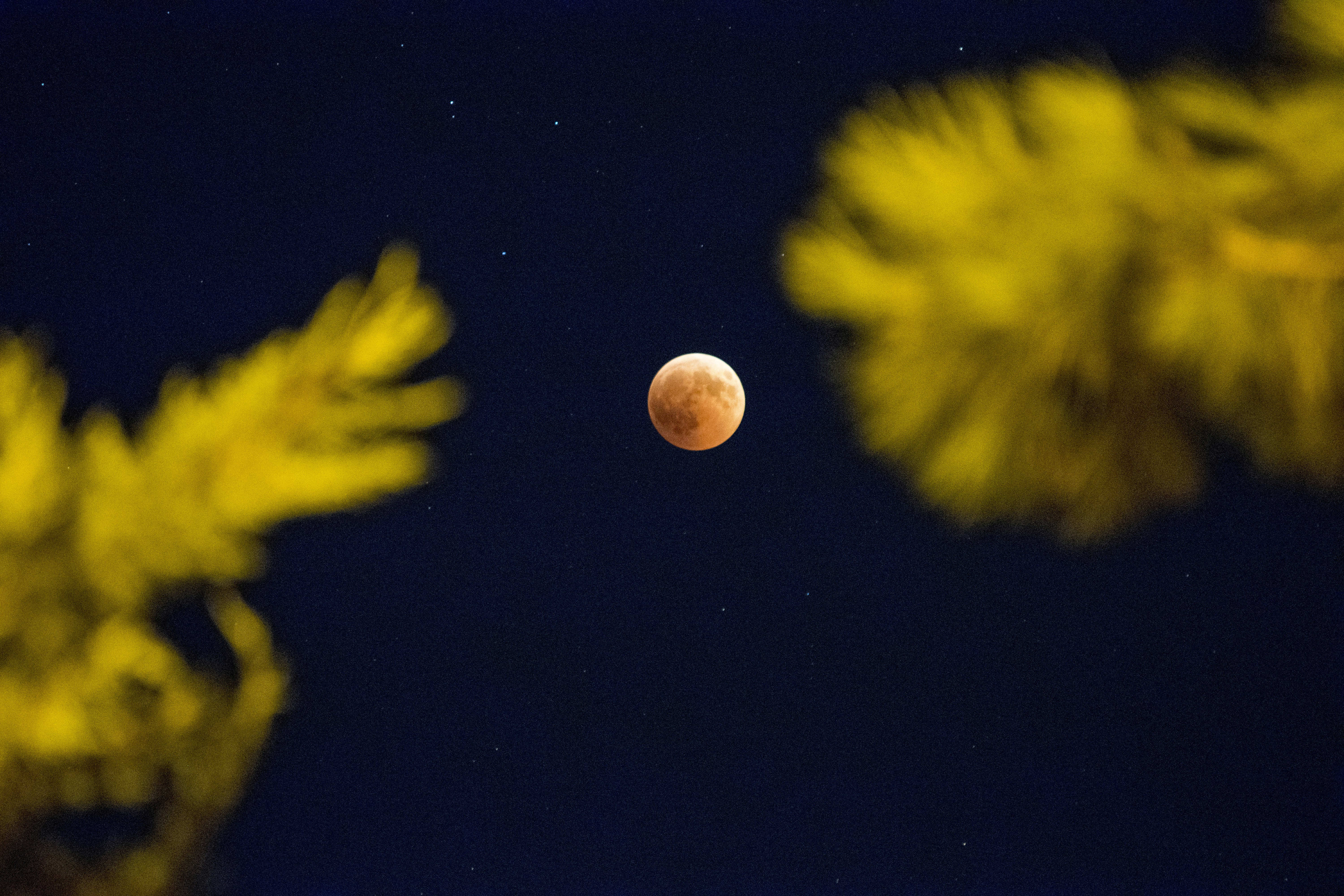 Blood Moon in Night Sky Framed by Pines