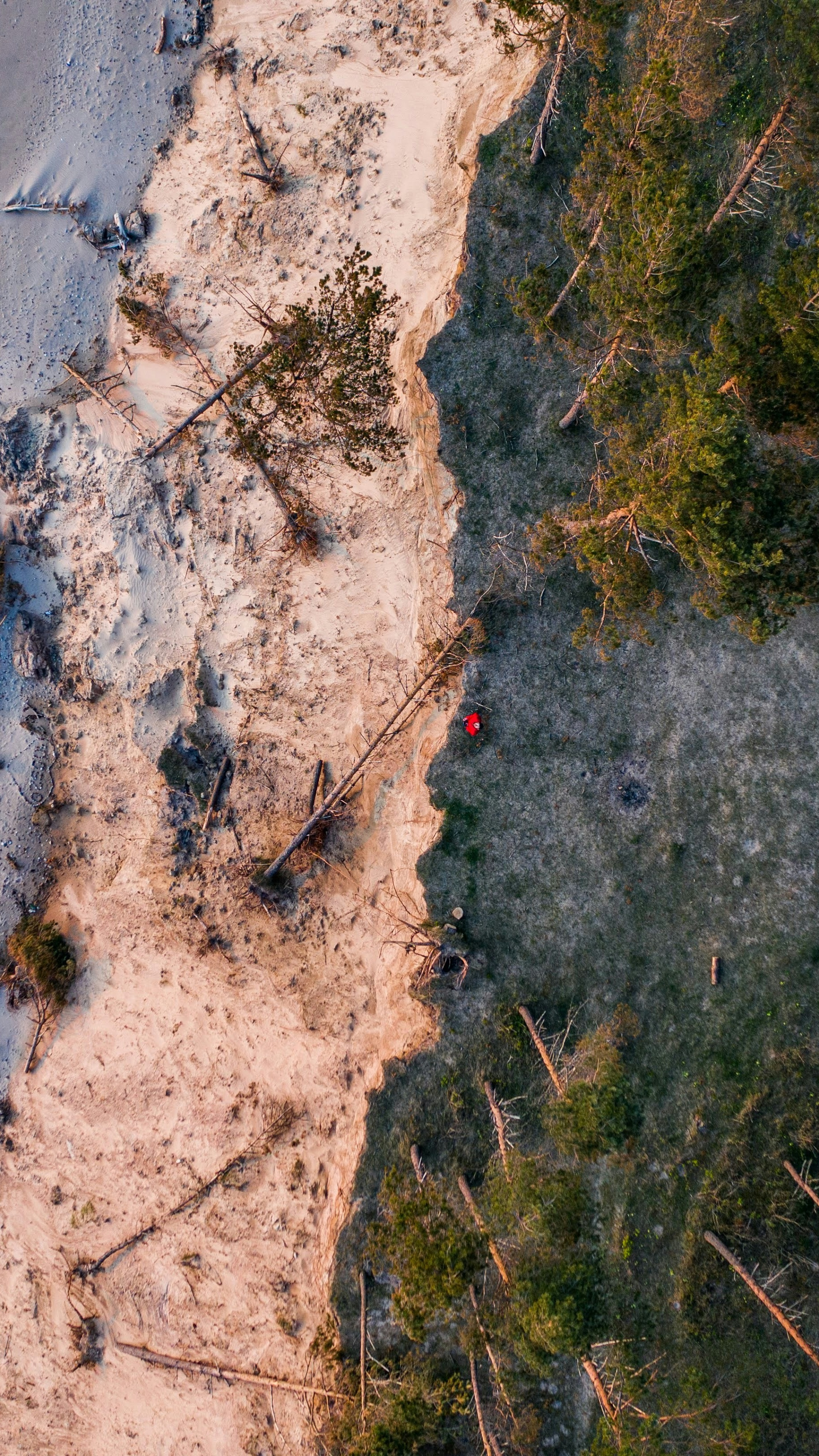 Aerial View of Coastal Shoreline and Forest