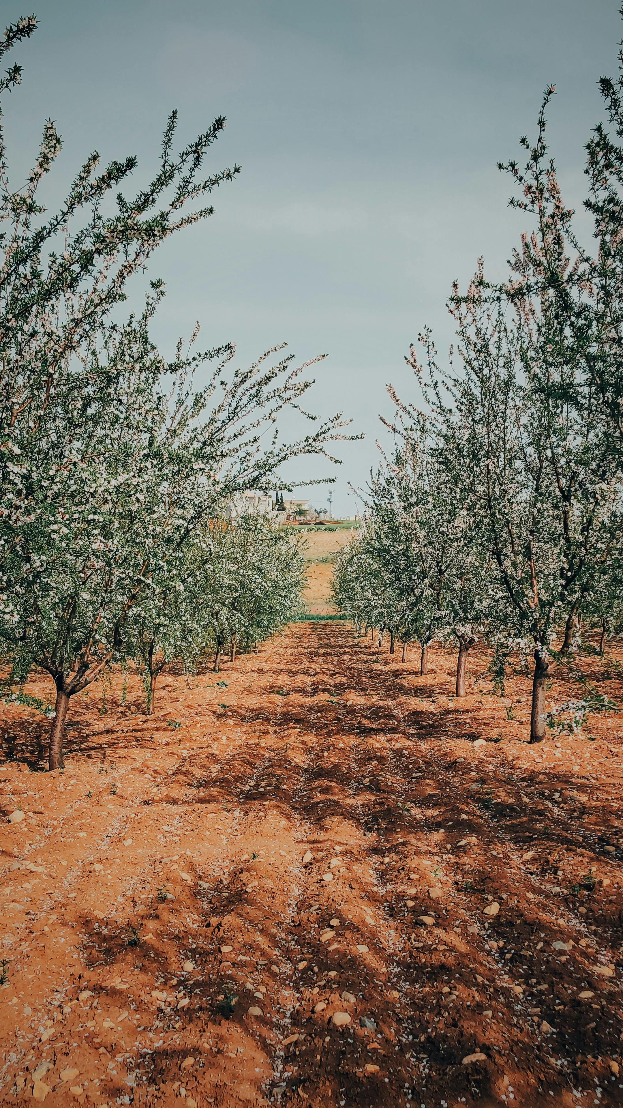 Blooming Orchard in Spring