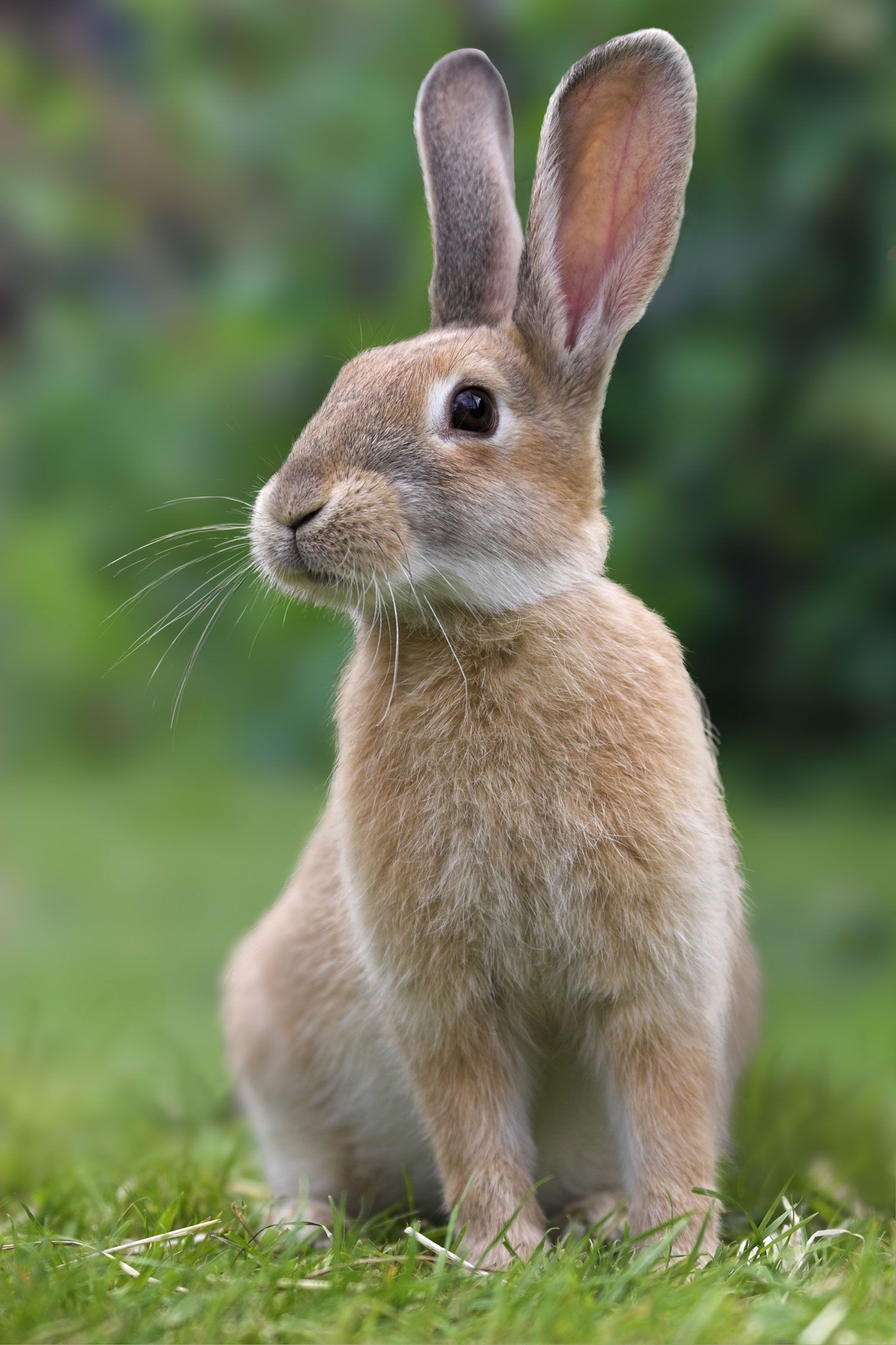 Light Brown Rabbit on Green Grass