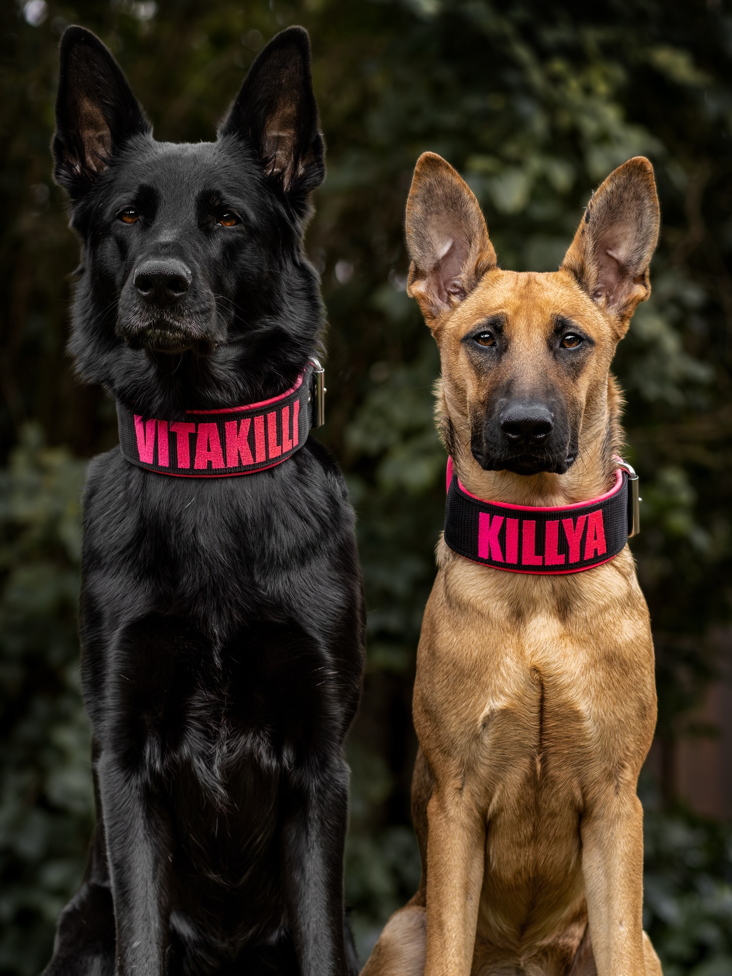 Two Named German Shepherds Portrait