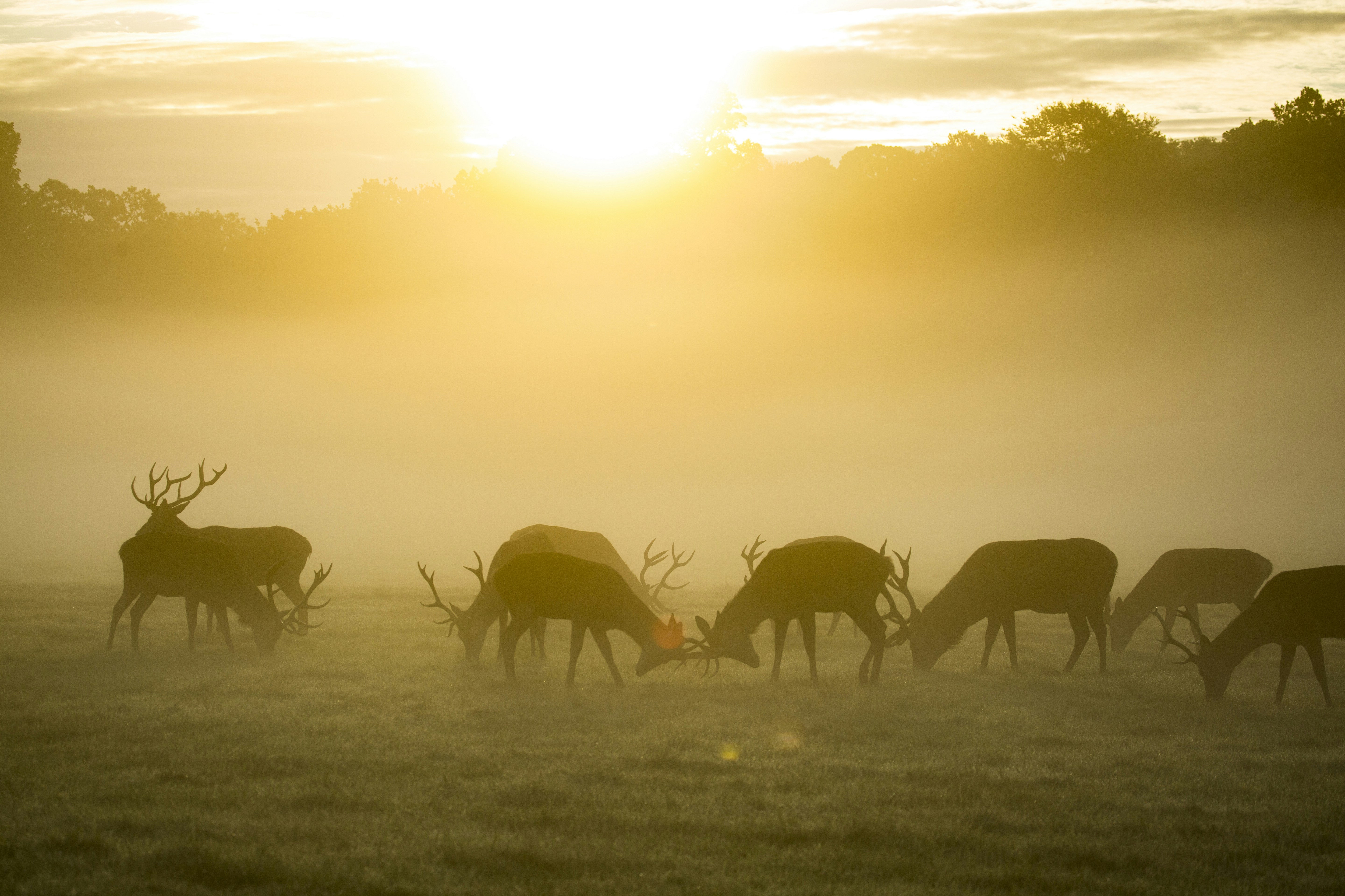 Stags Grazing in Misty Sunrise