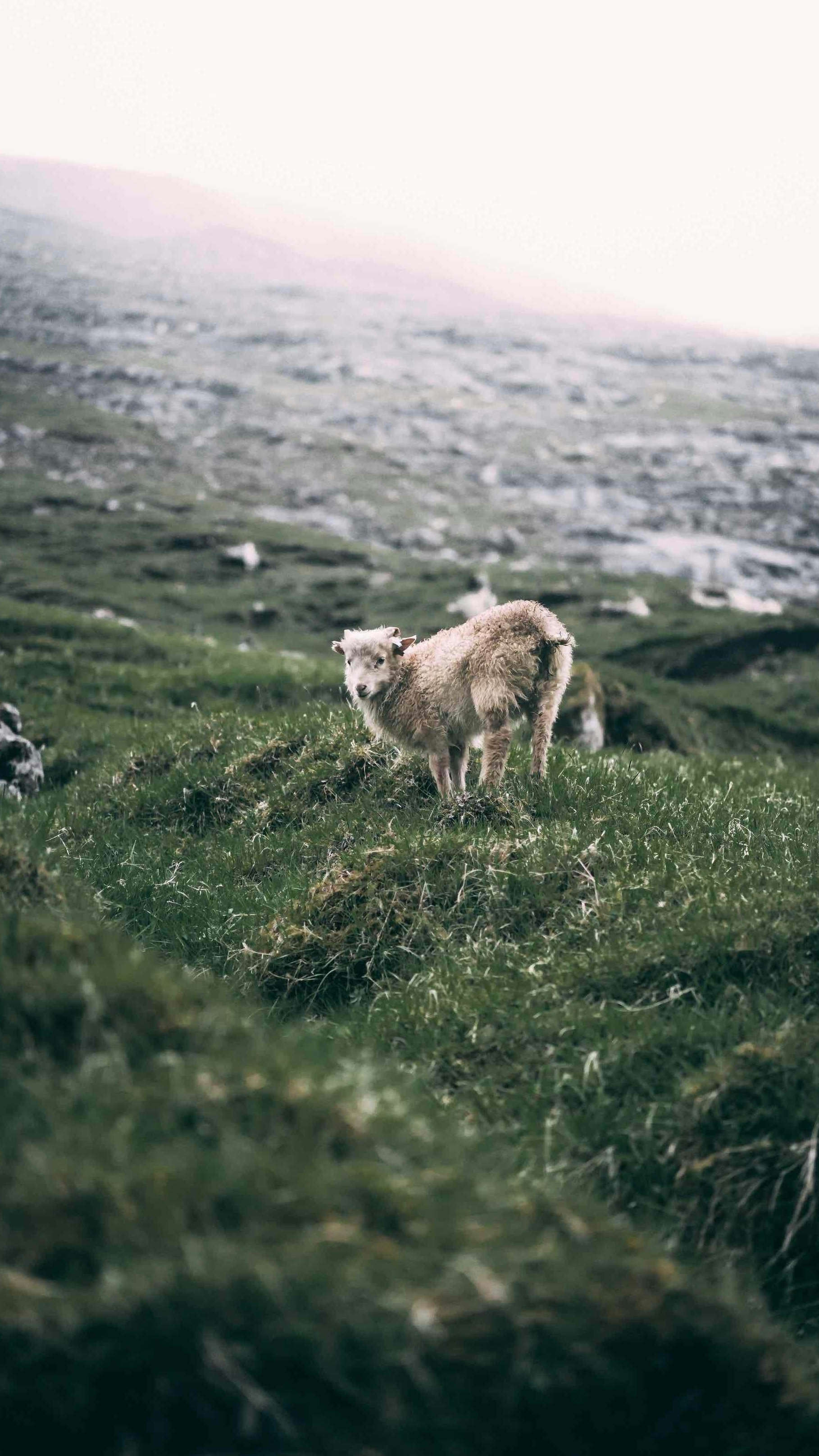 Wallpapers