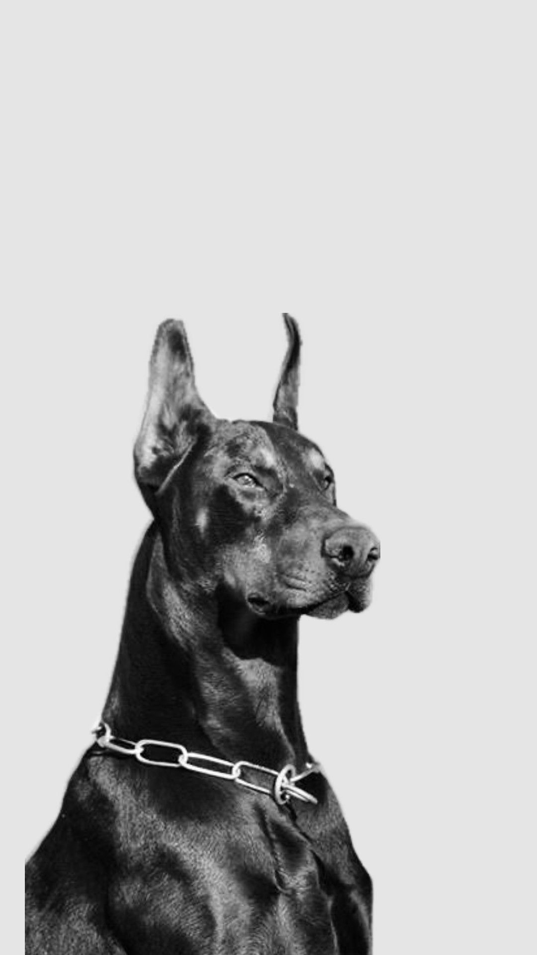Black Doberman Portrait