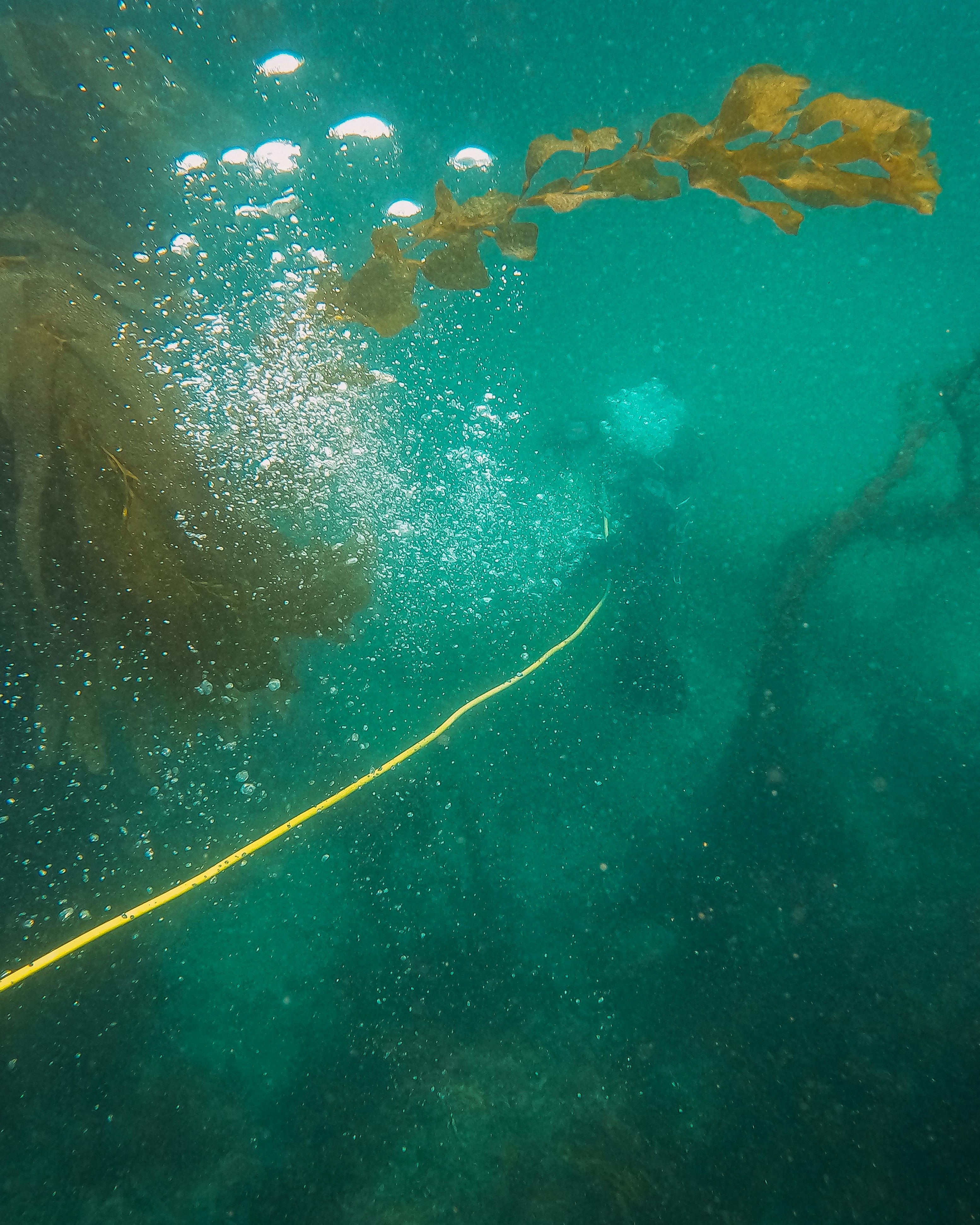 Underwater Diving in Kelp Forest