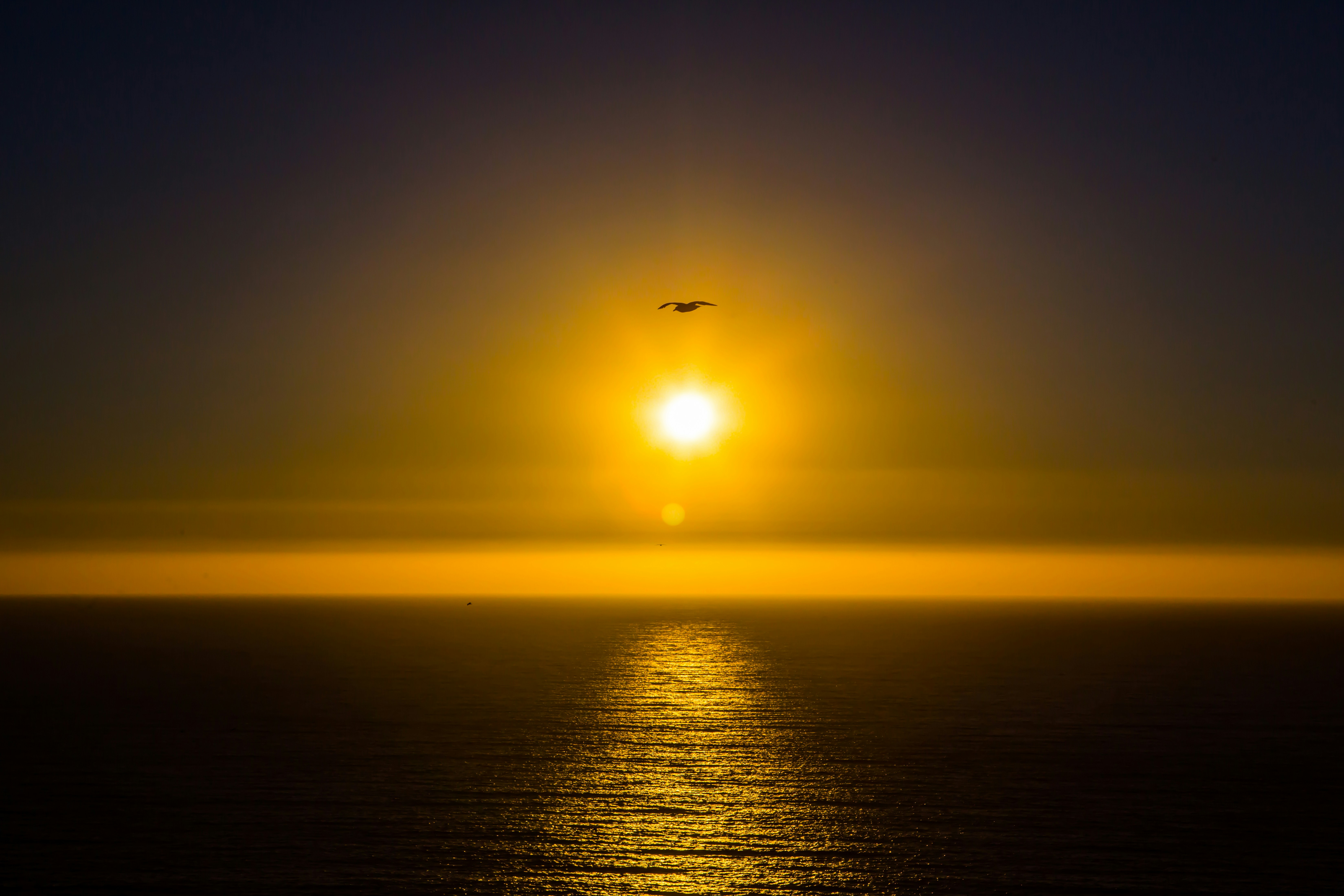 Sea Sunset with Flying Seabird