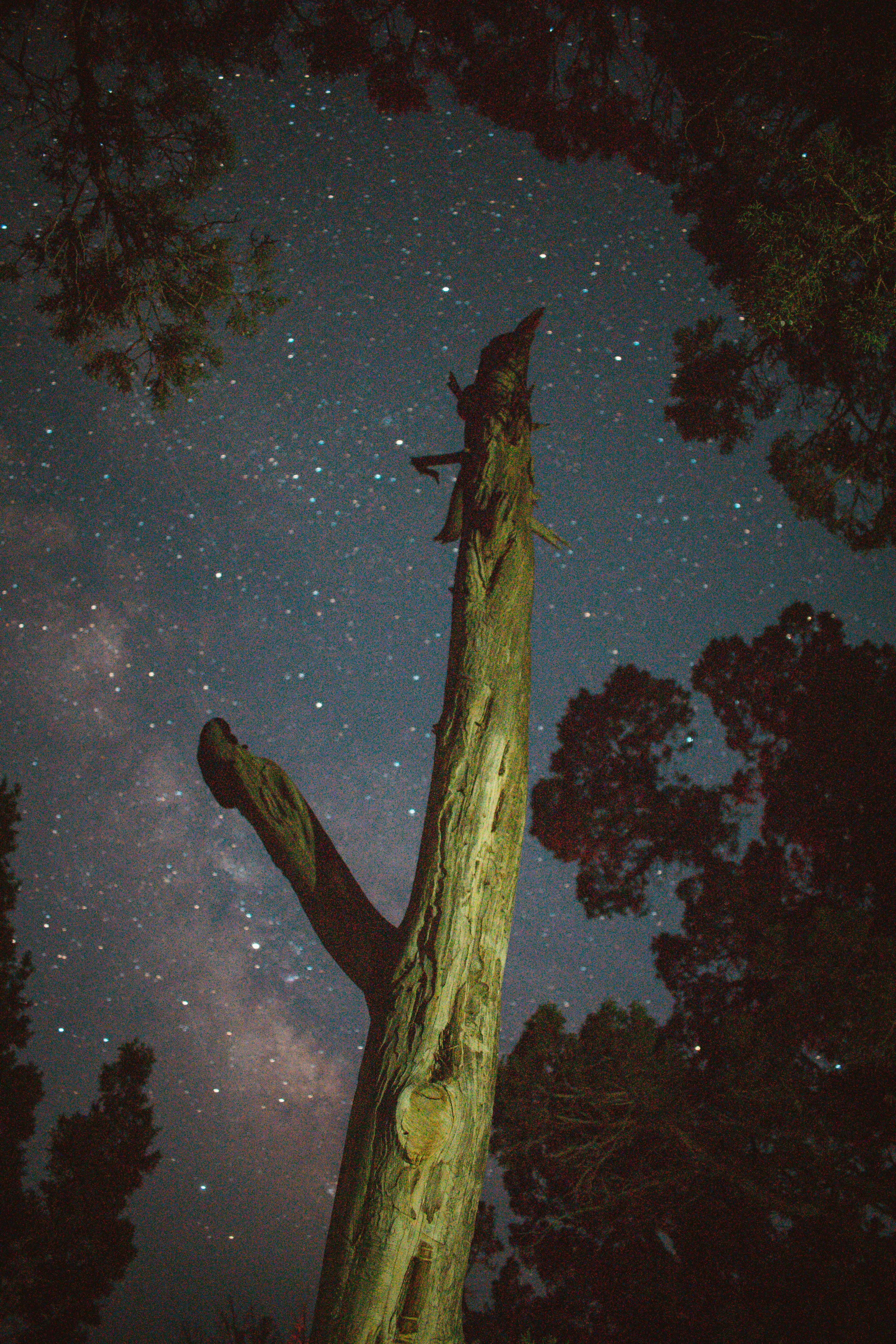 Dead Trunk Under Starry Night Sky
