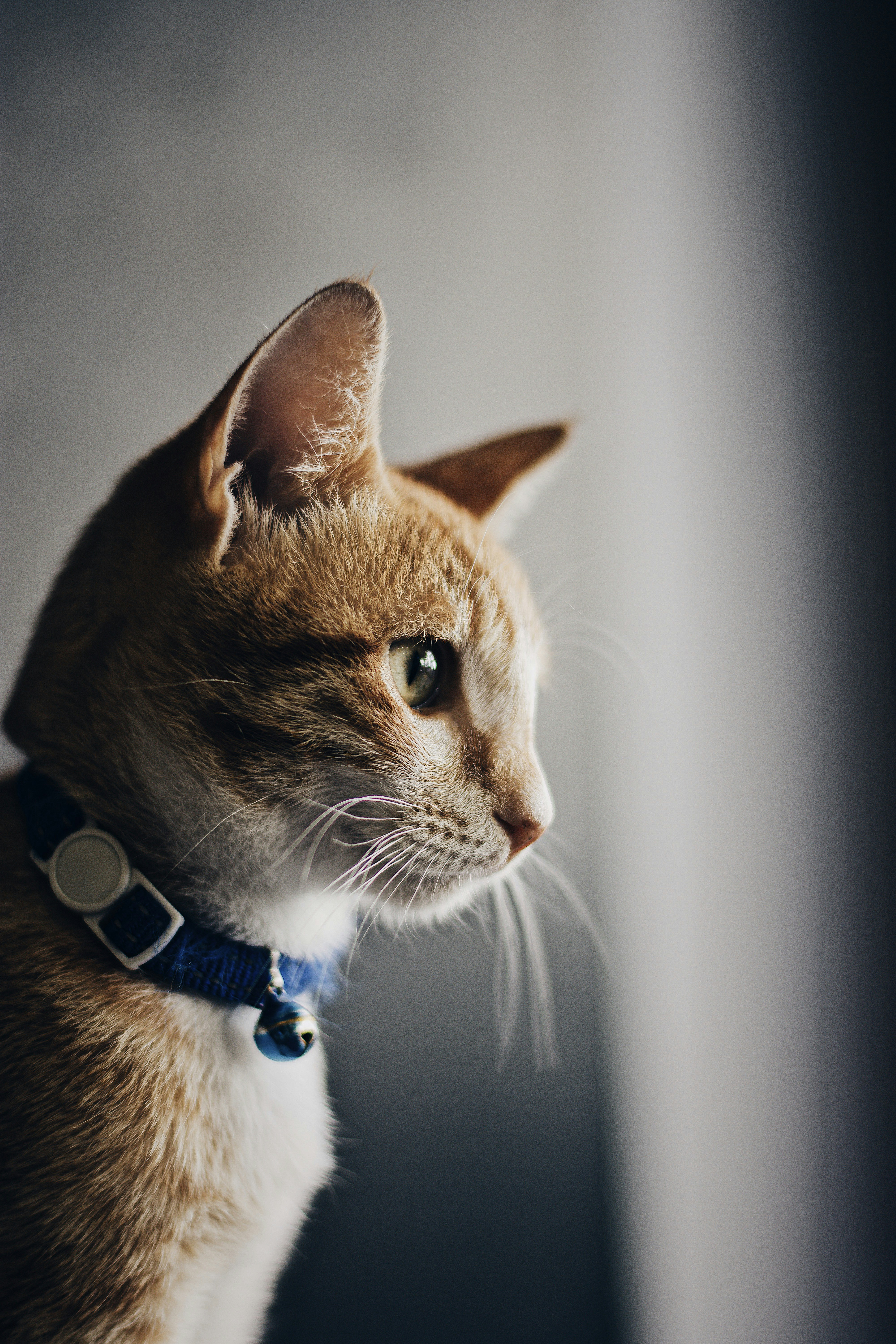 Side Profile of Orange Tabby Cat