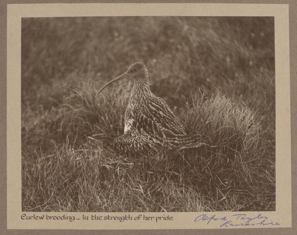 Brooding Curlew in Wild Grass