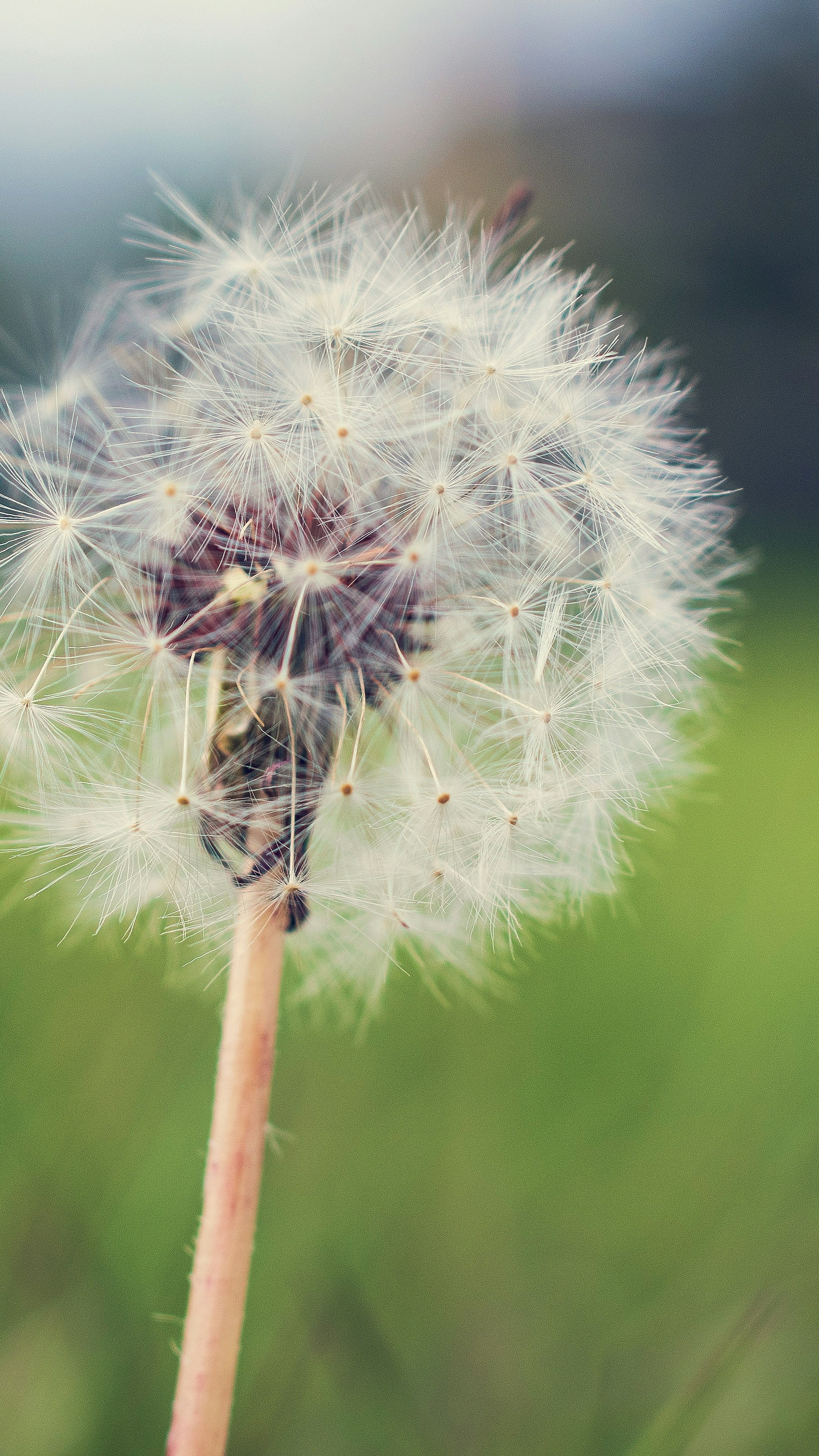 Close-up of Dandelion Seed Head