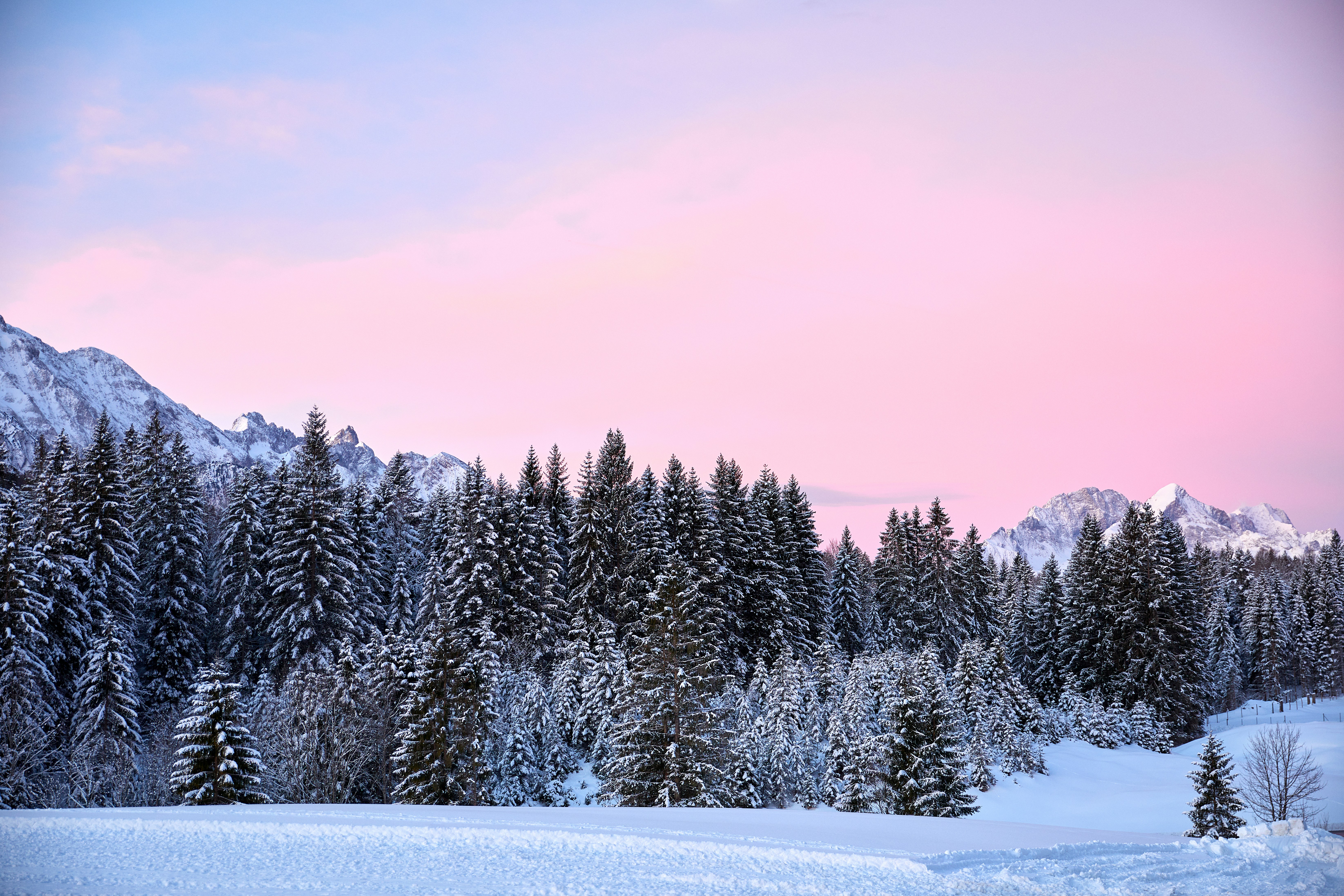 Snowy Winter Mountain Forest