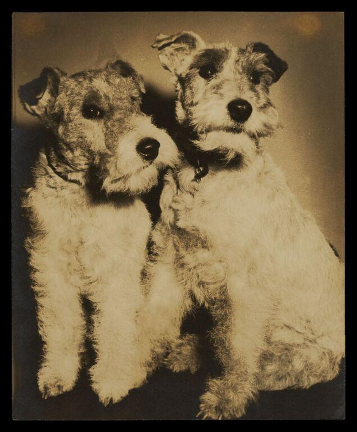 Vintage Portrait of Two Terrier Dogs