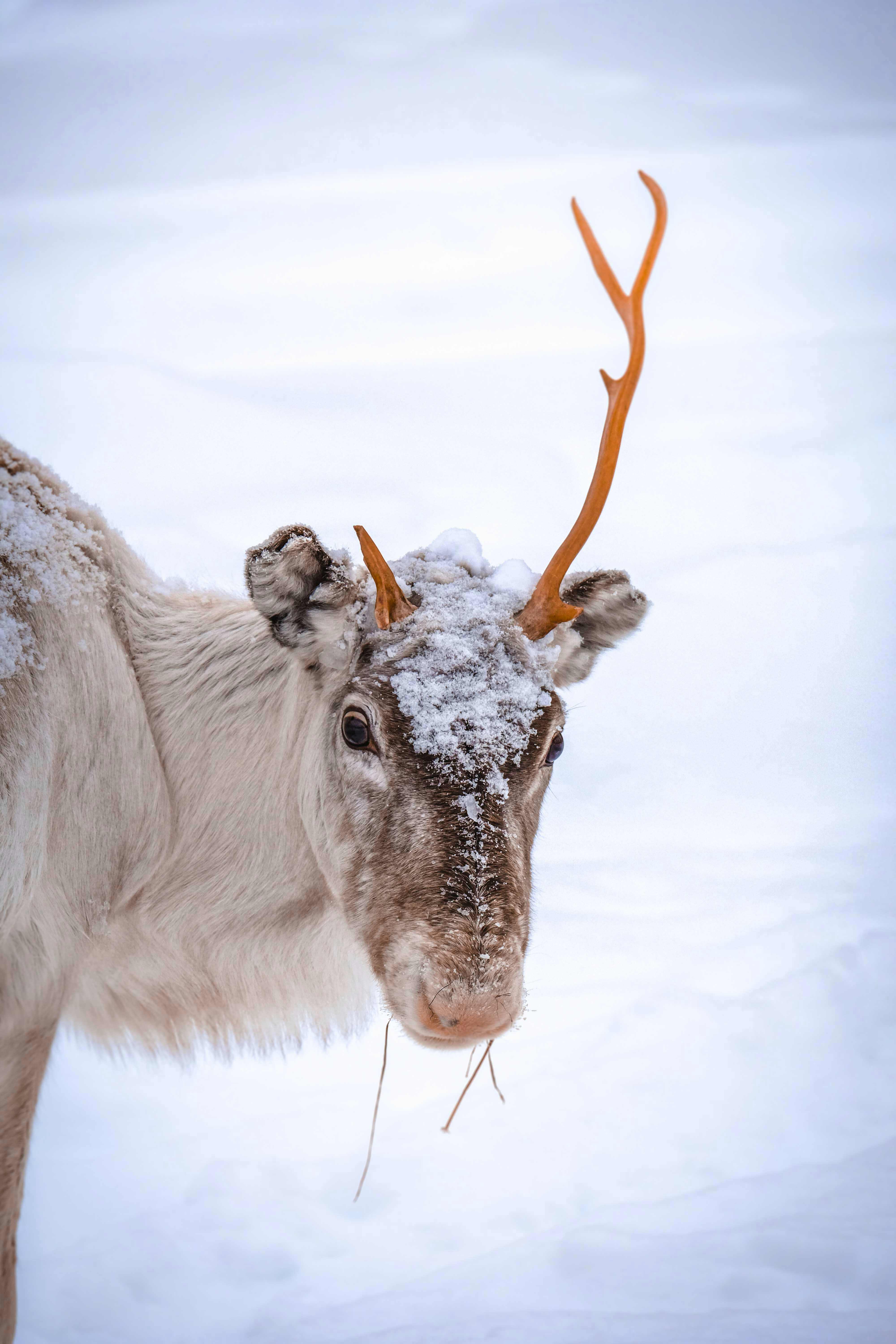 Snow-covered Reindeer in Winter