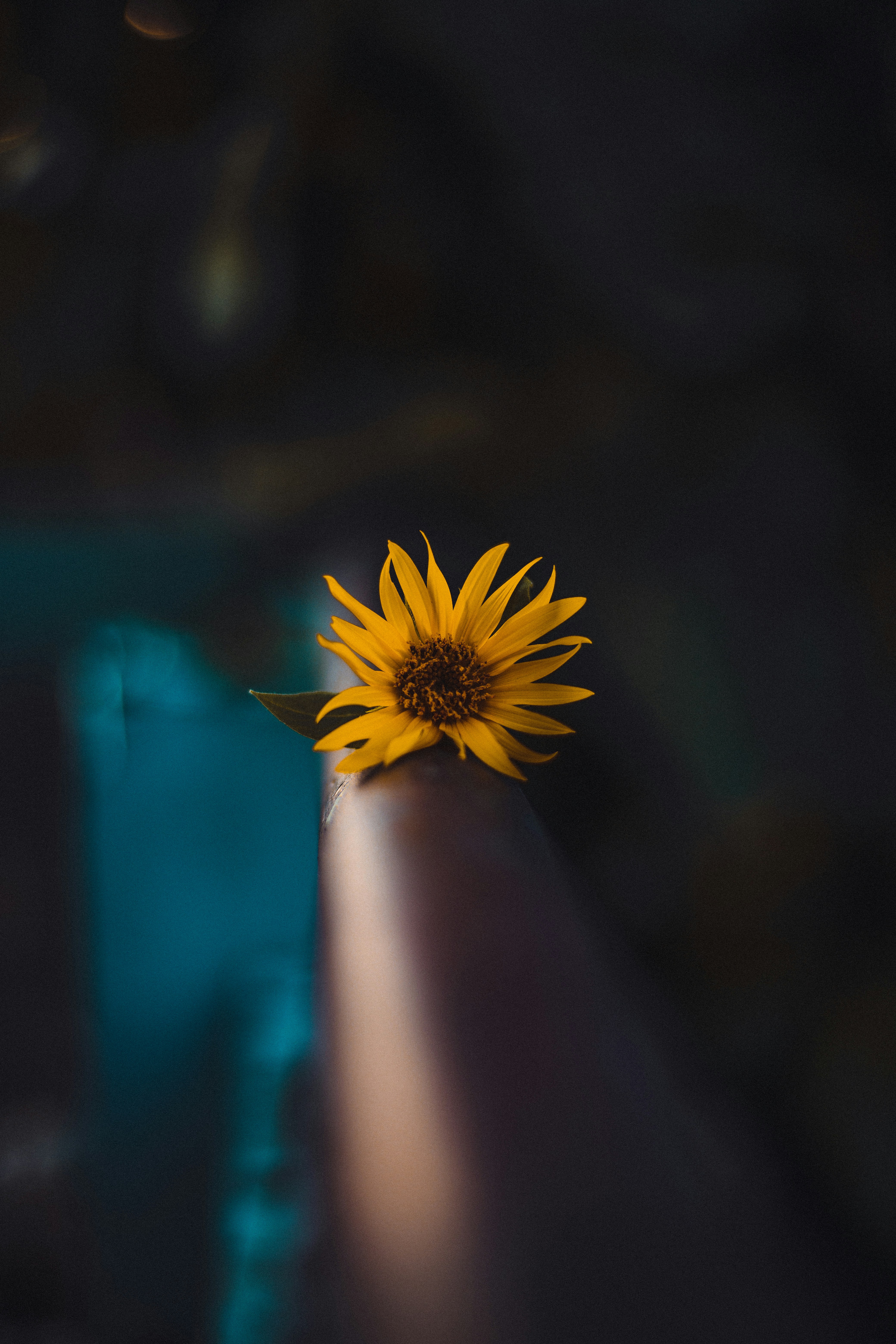 Single Yellow Wildflower