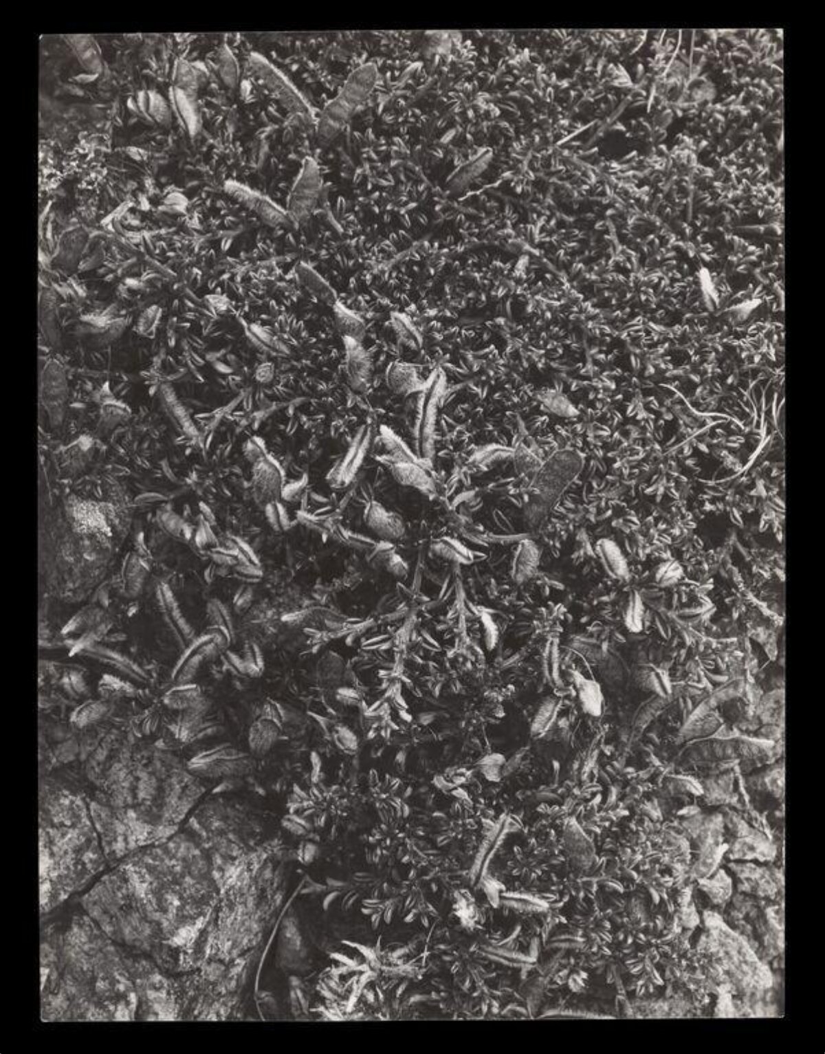 Black and White Close-up of Ground Plants